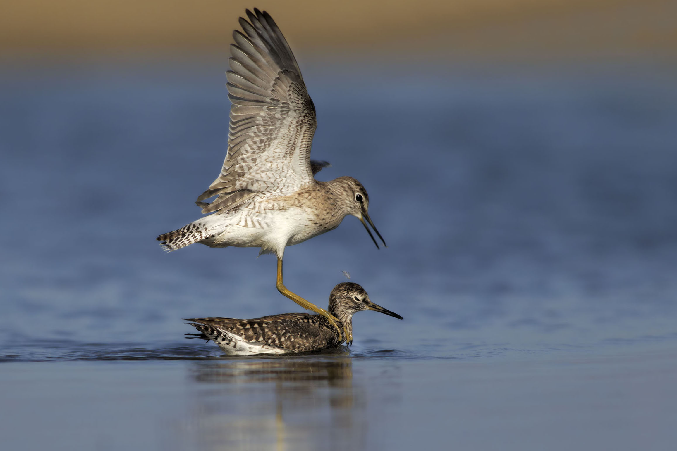 Piro Piro ... a vela