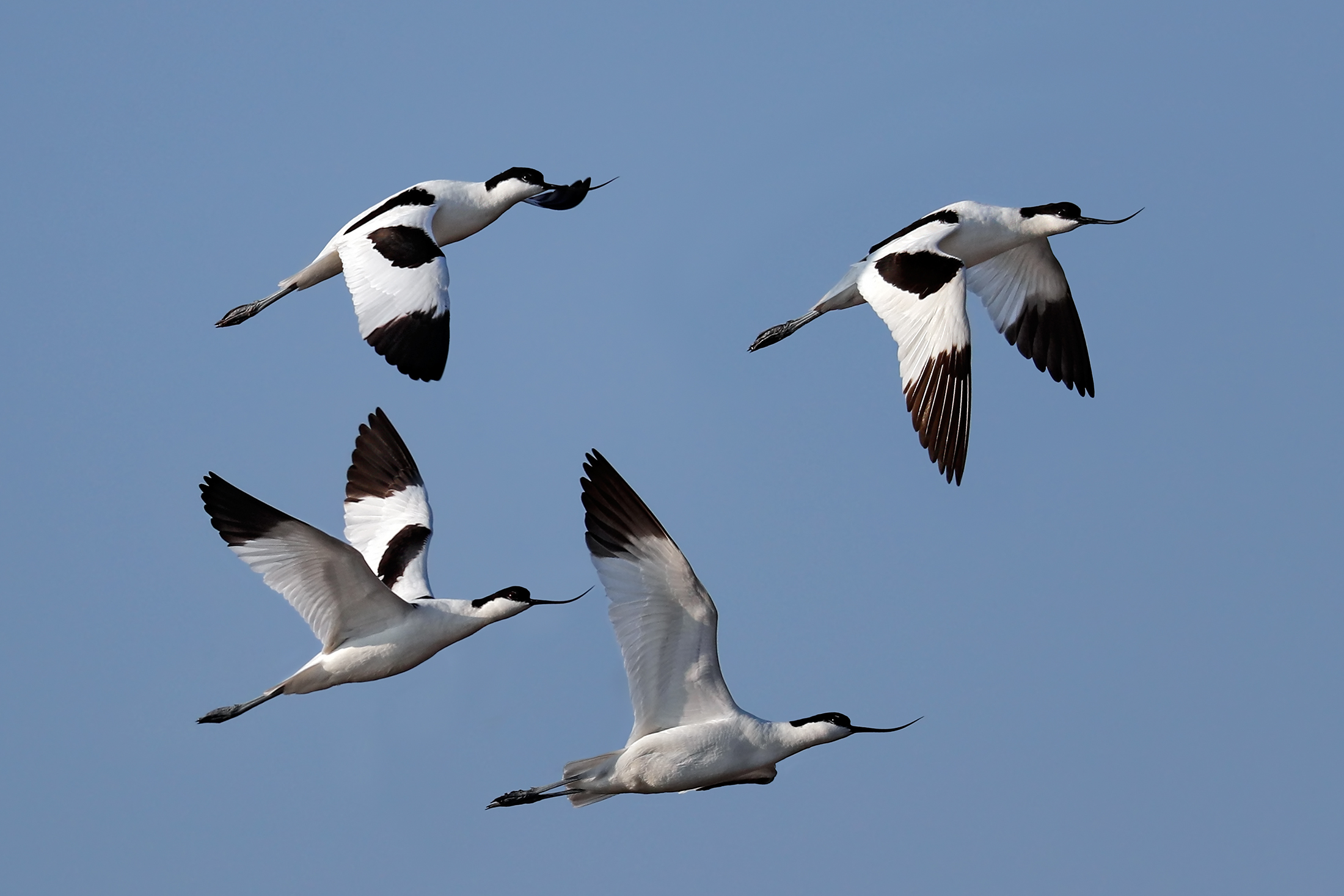 Avocette