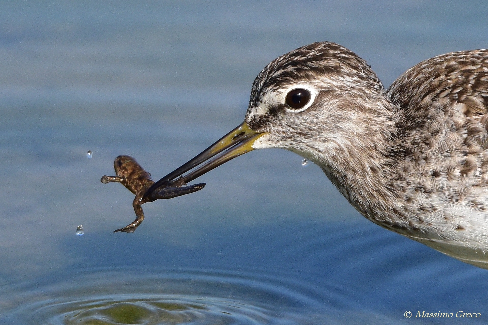 piropiro boschereccio with tadpole