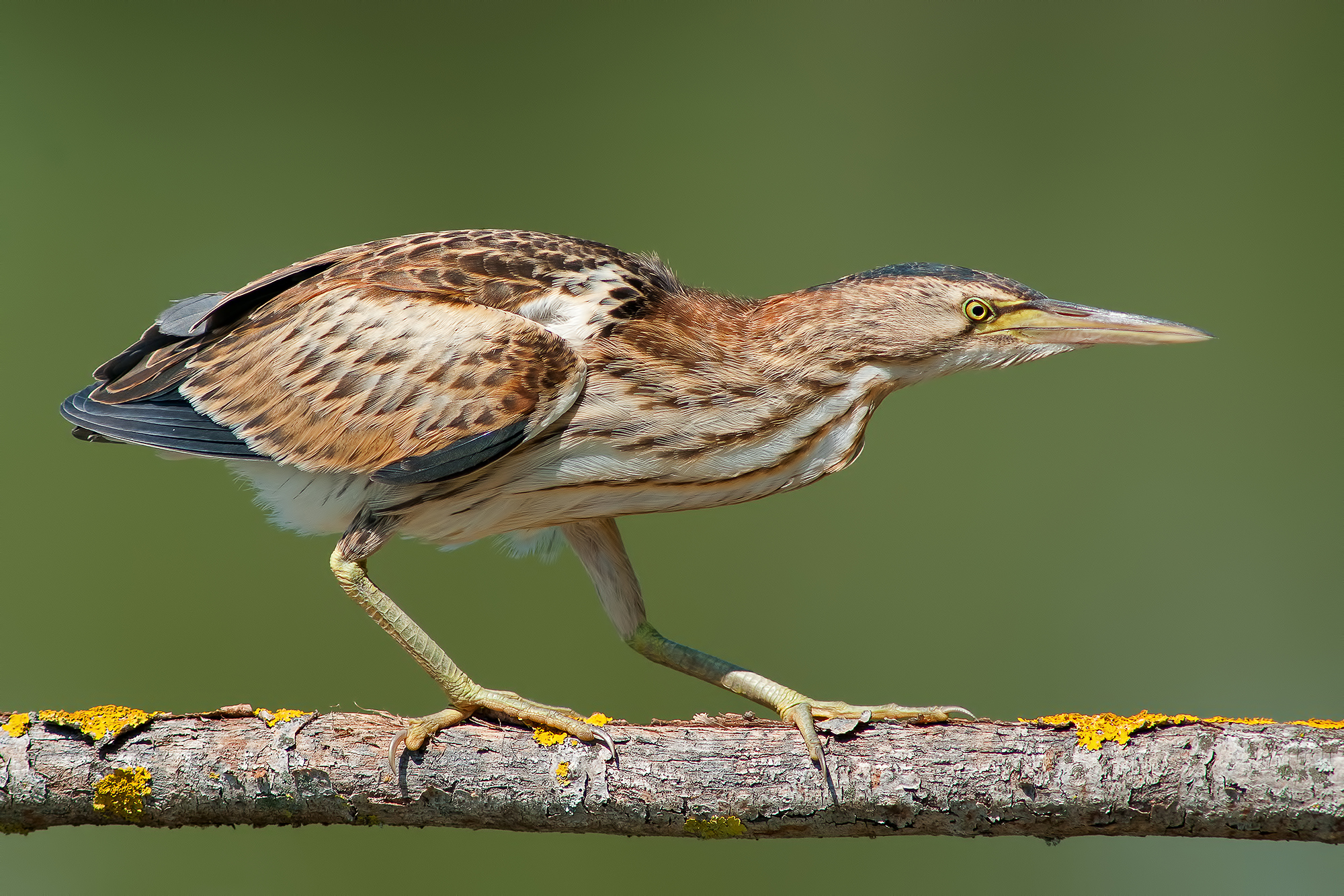 Bittern