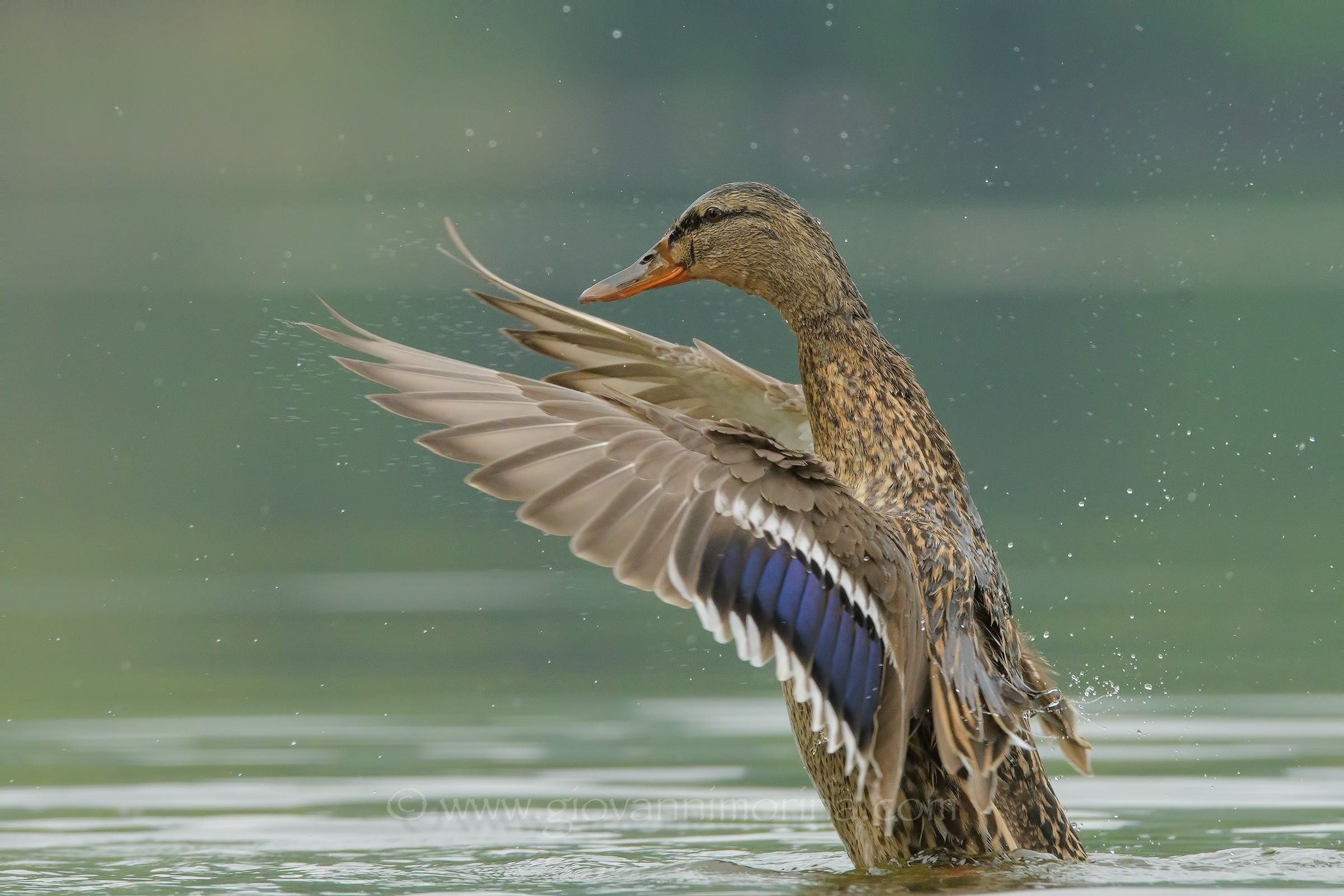 Germana after bathing