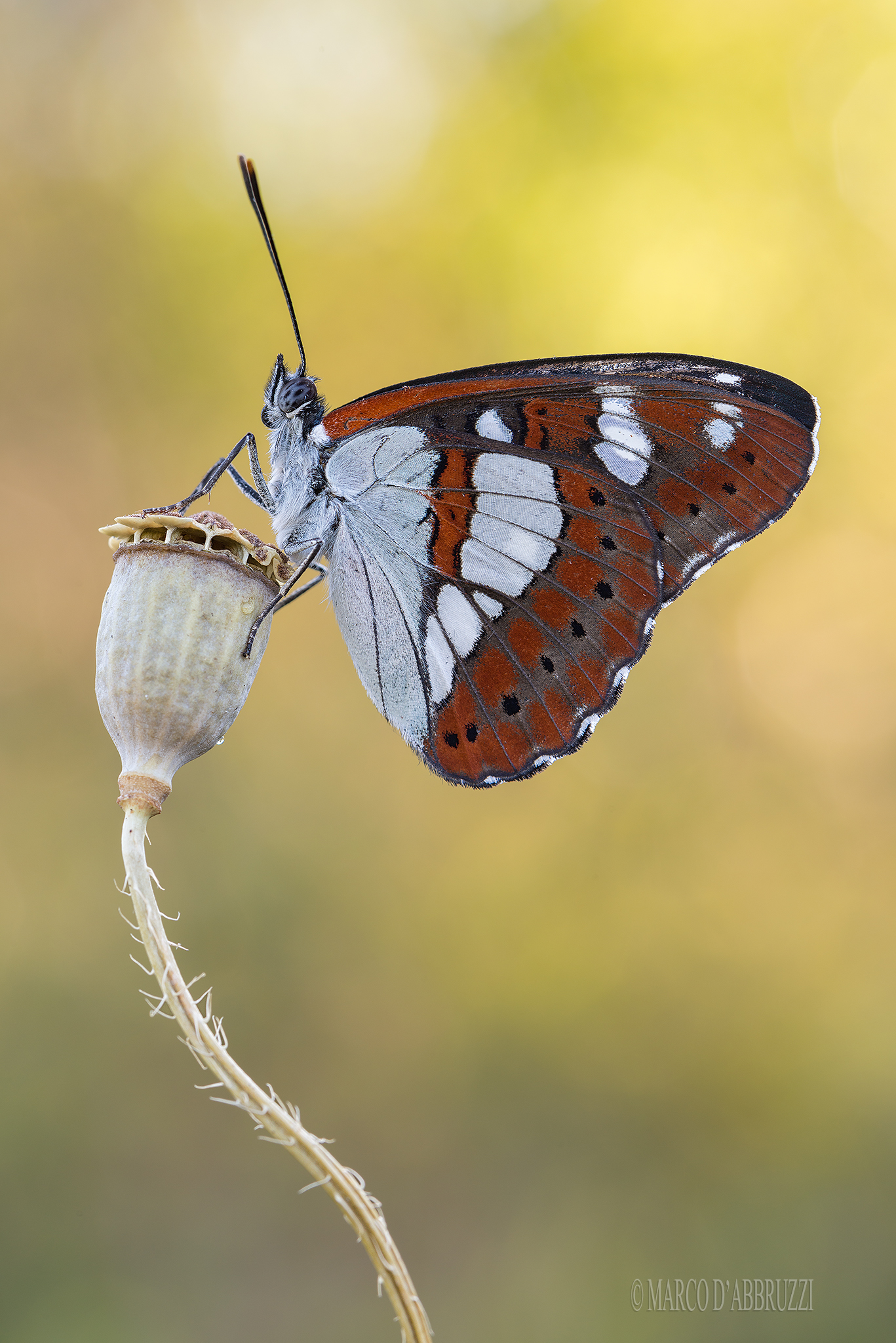 Limenitis reducta