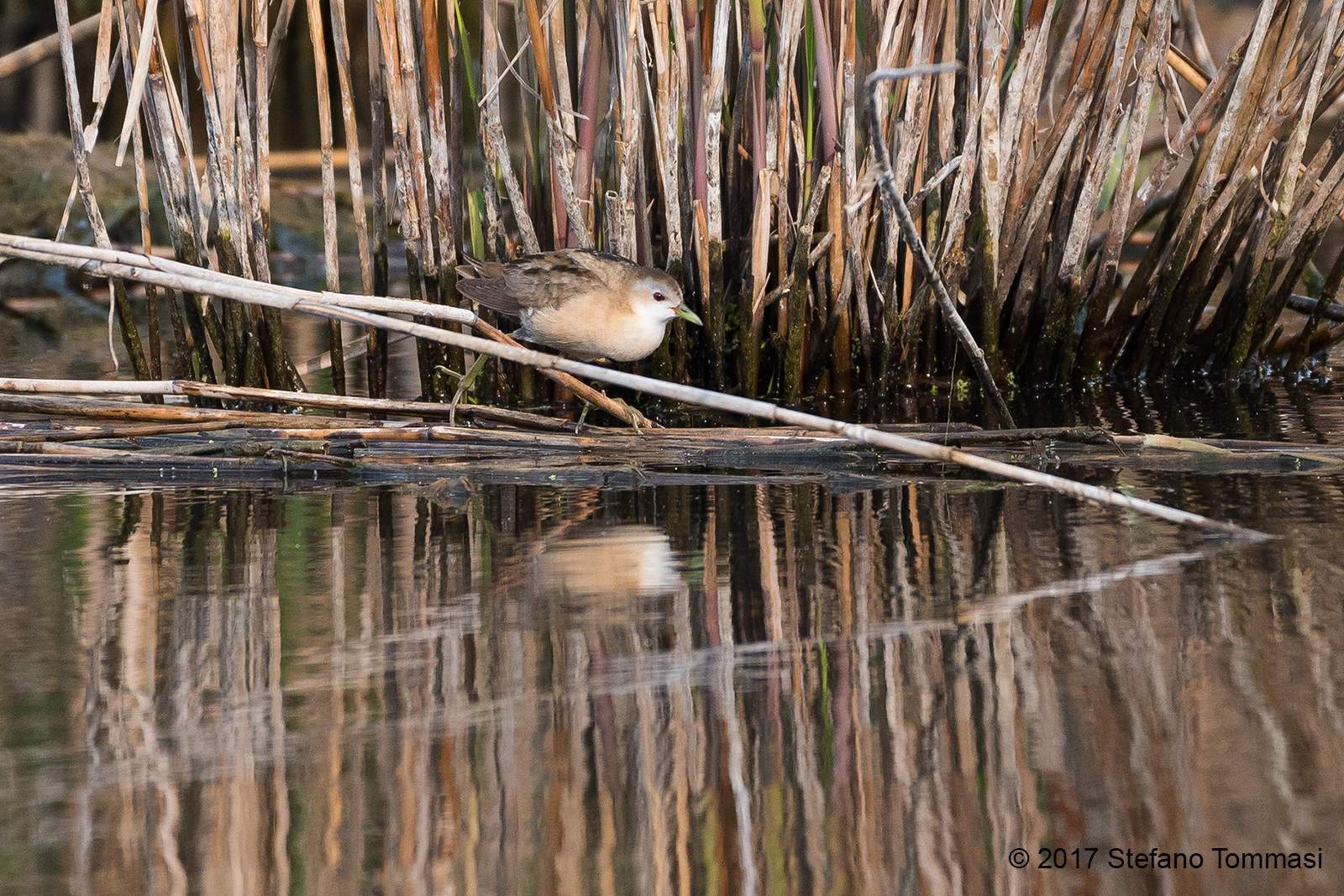 Schiribilla femmina luci della sera