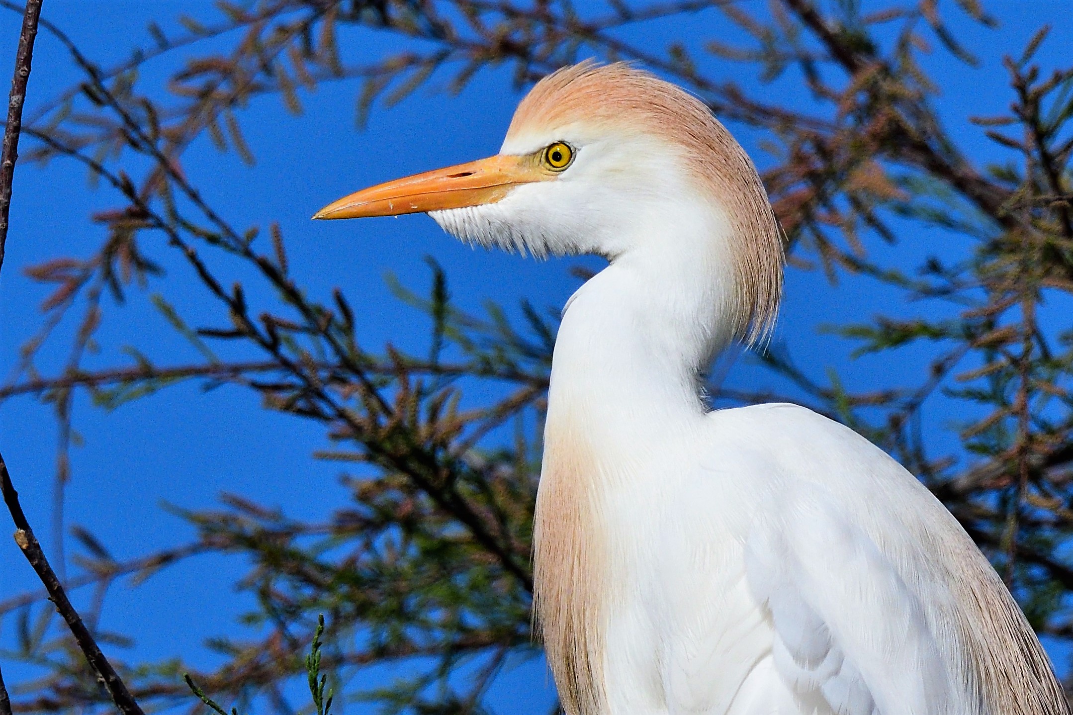 Egret