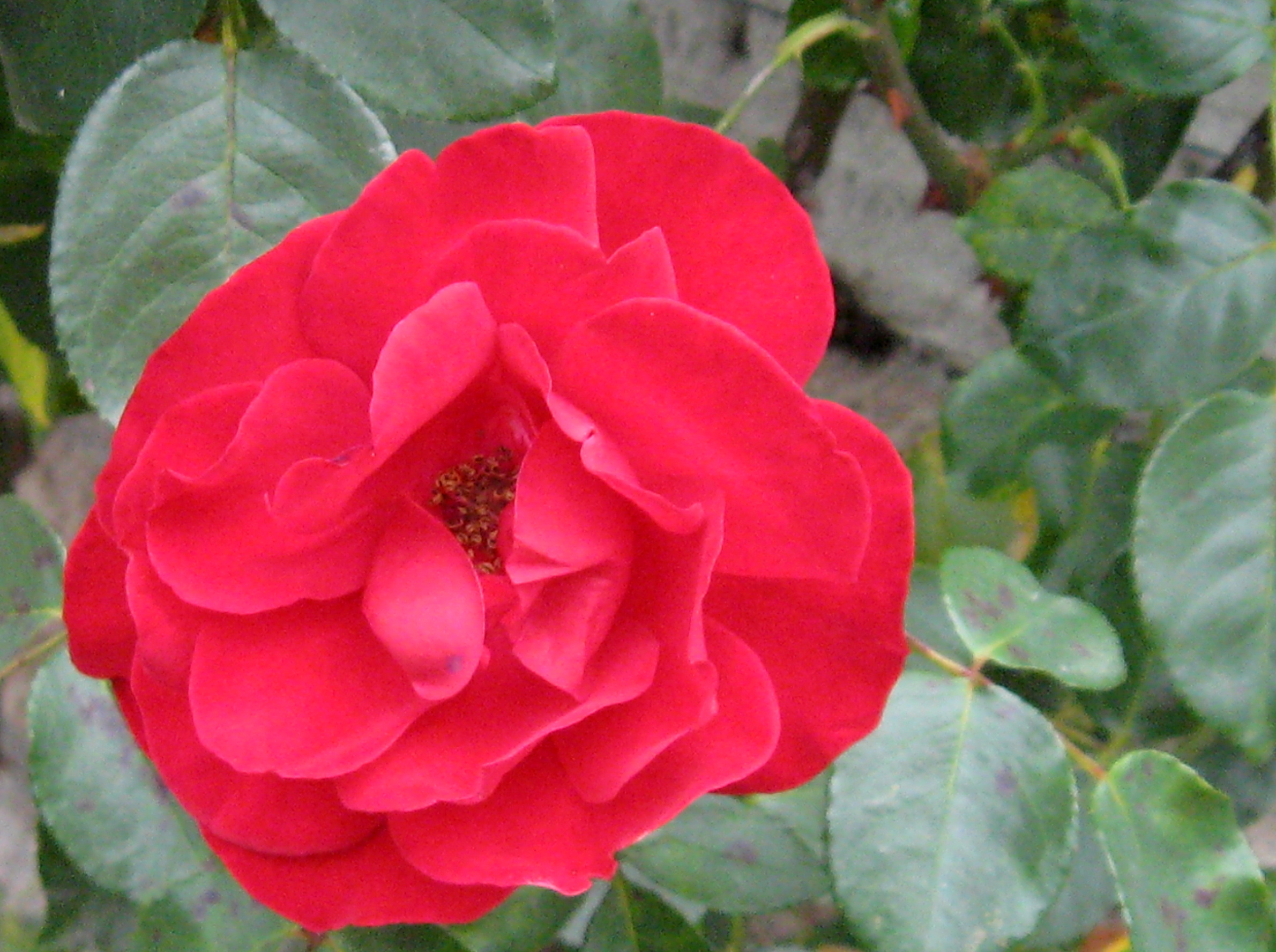 A rose means love at first sight