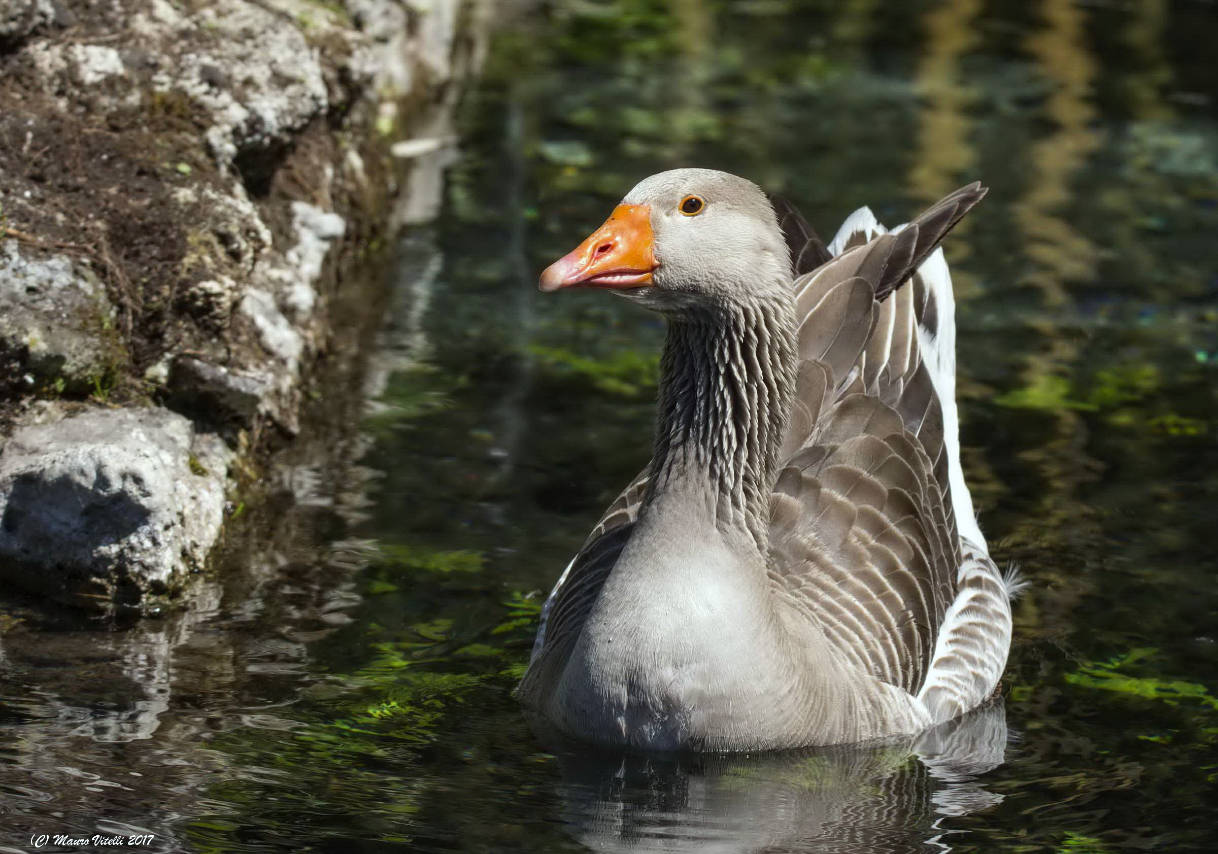 Wild Goose (Anser anser)