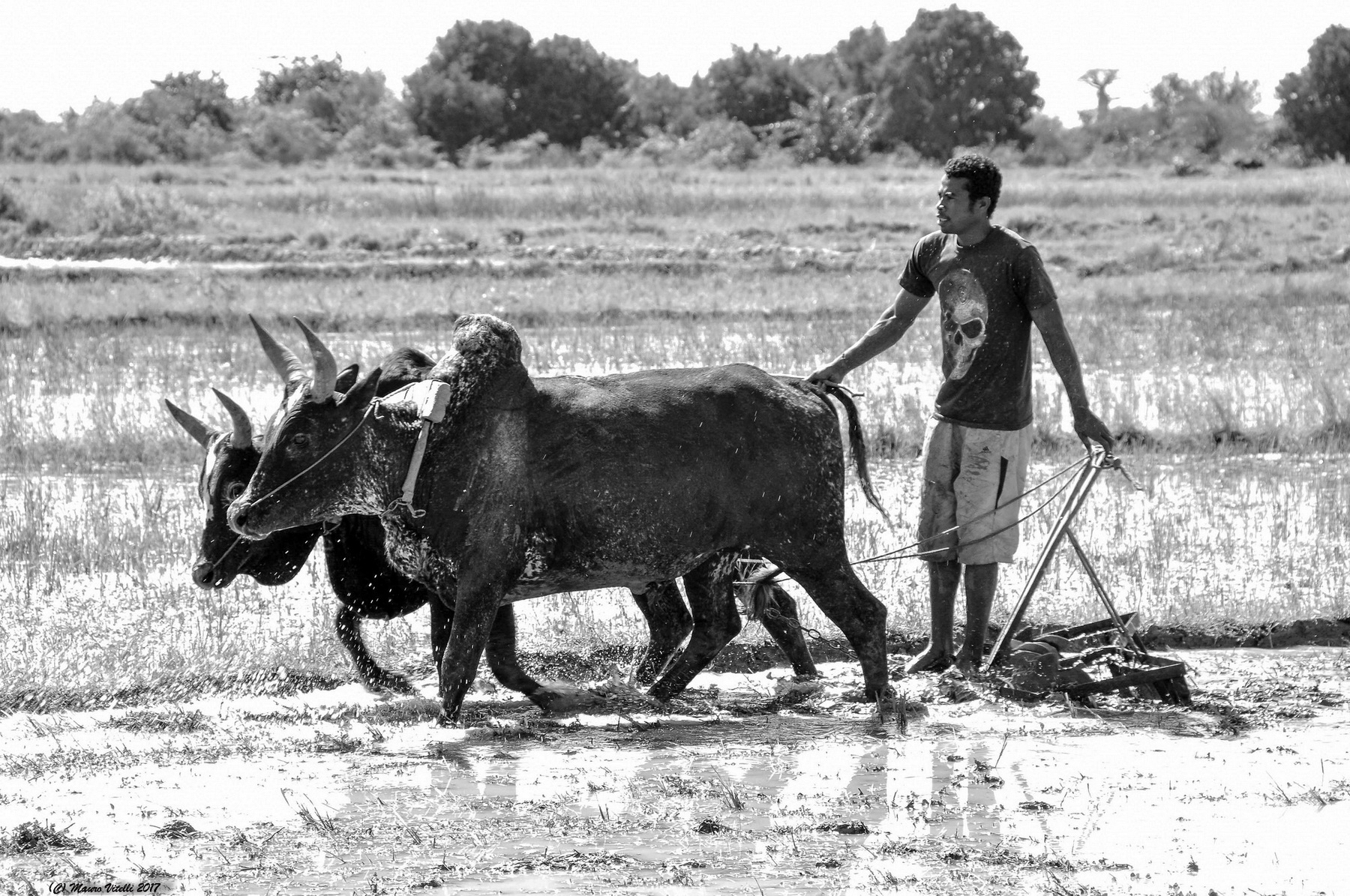 Rice Plantations (Madagascar)
