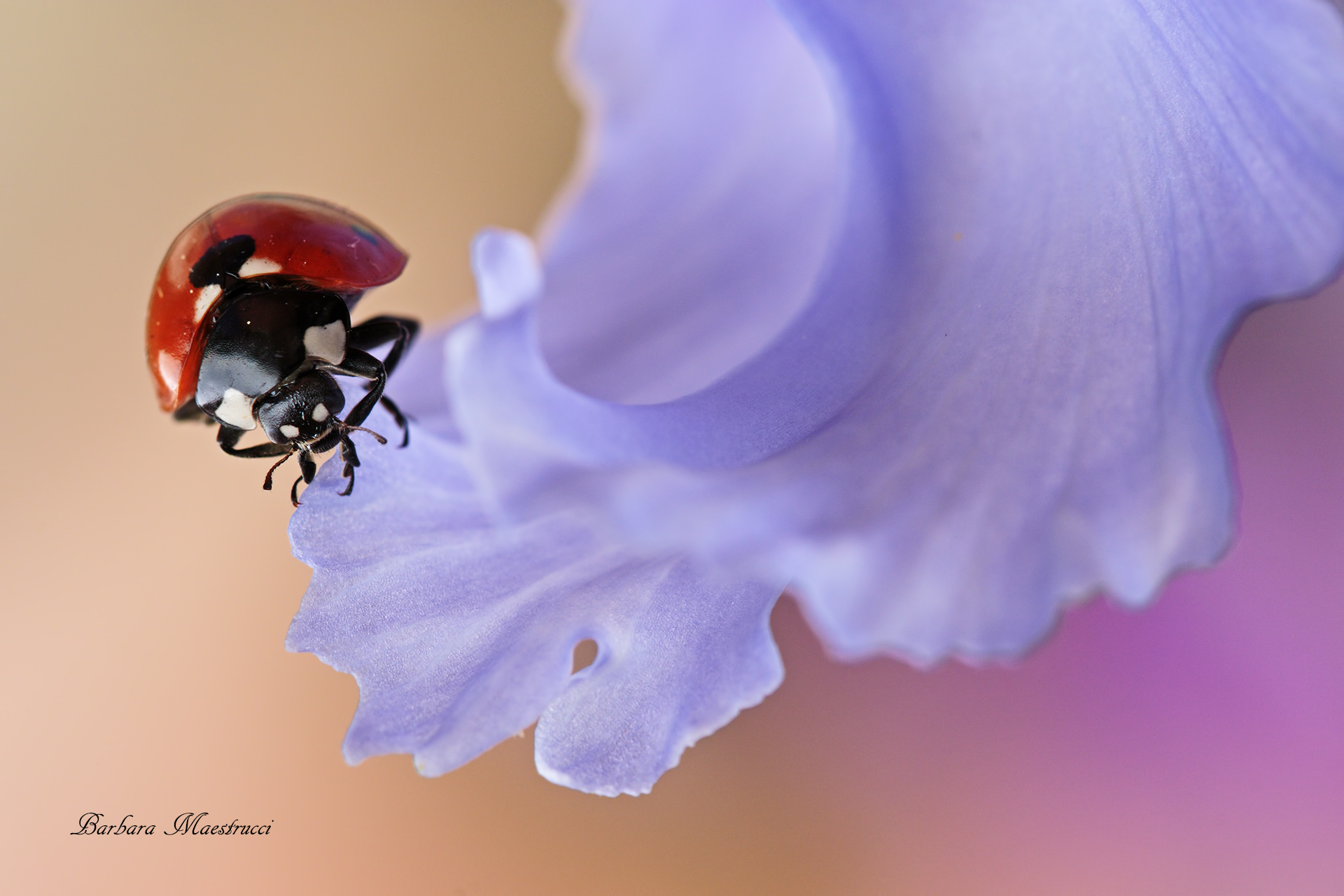 The forms of nature ..