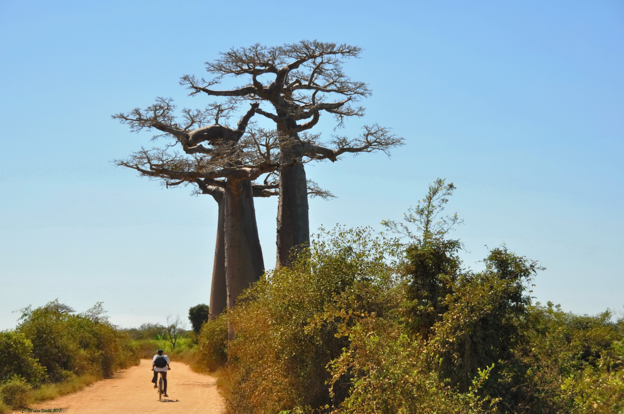 Walking cycling among the baobab
