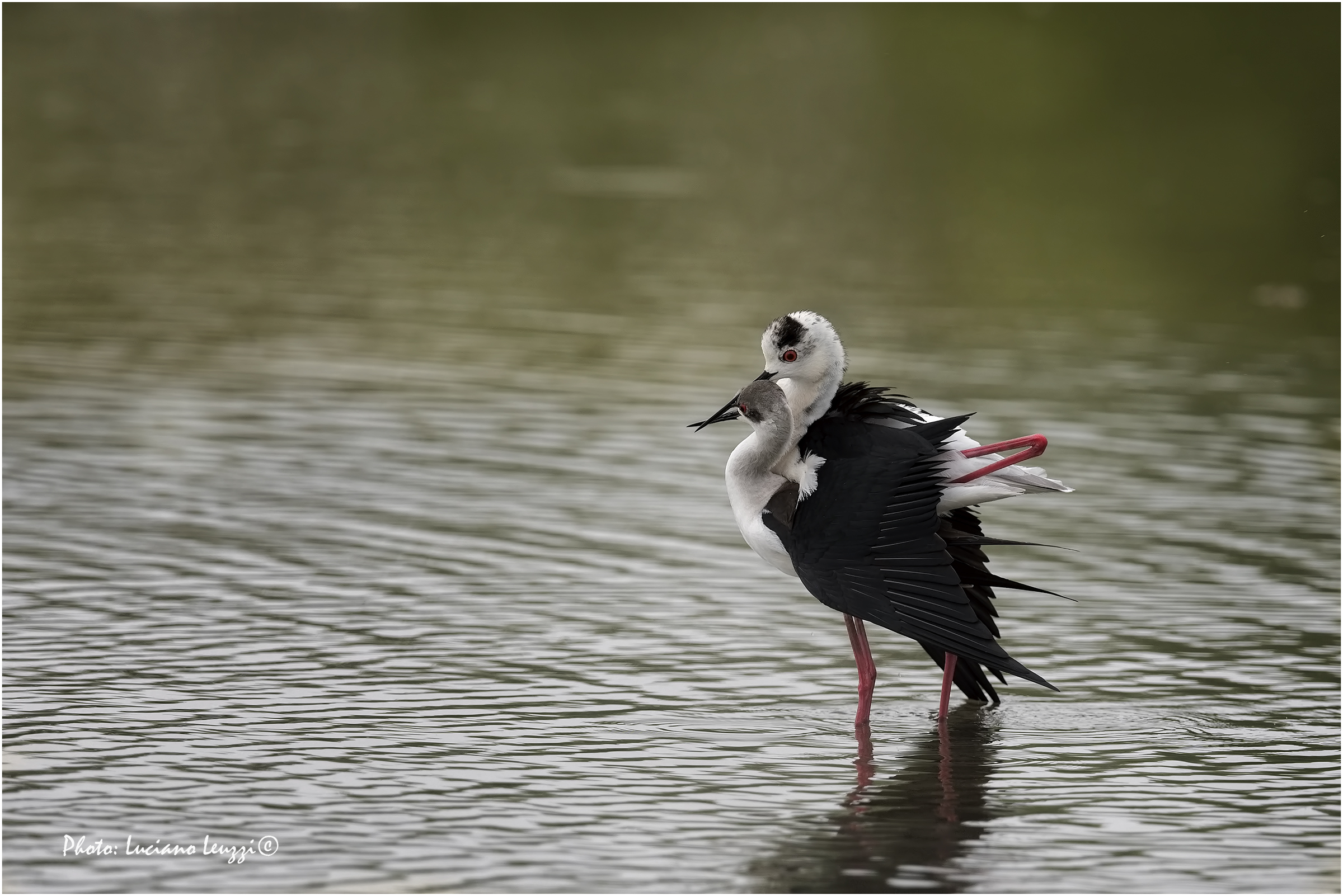 Yes, yes ... forever!