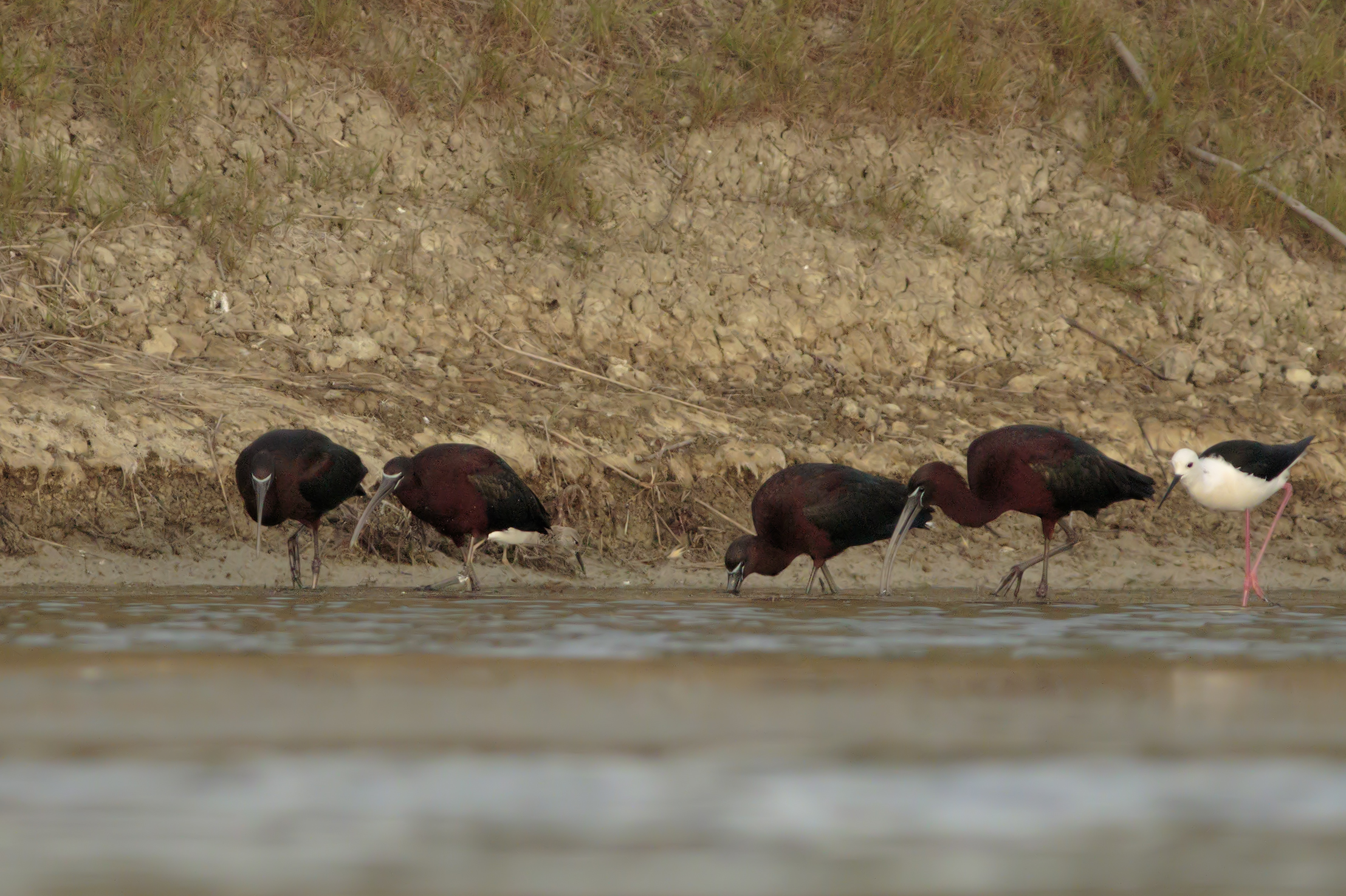 Poker Glossy Ibis
