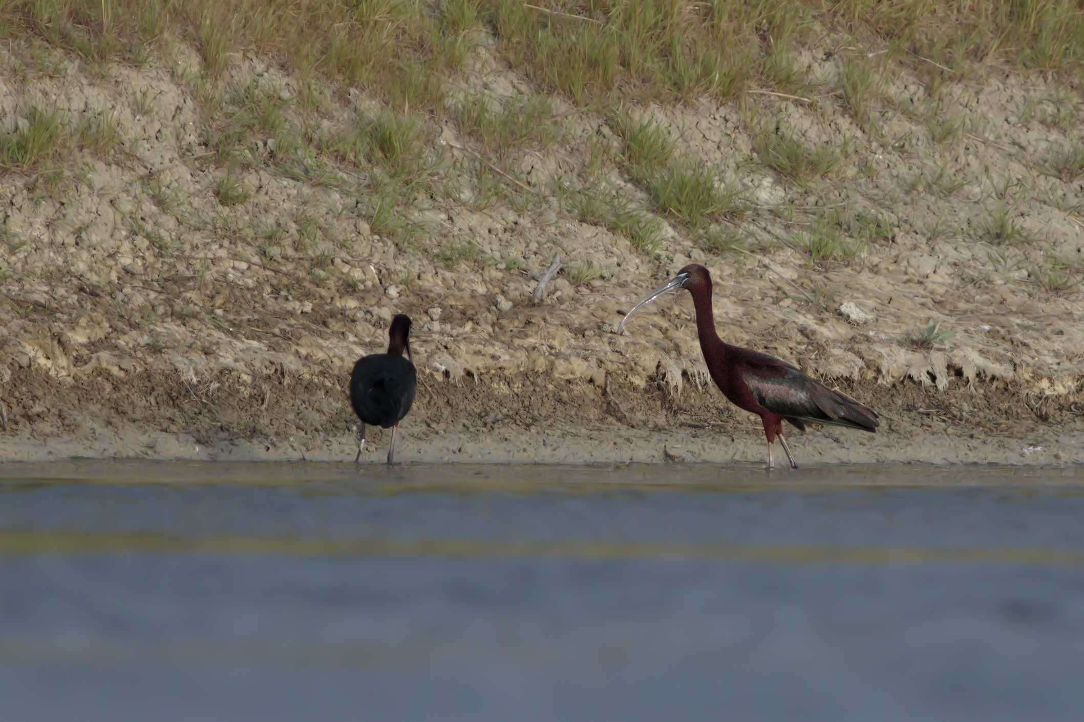 Glossy Ibis