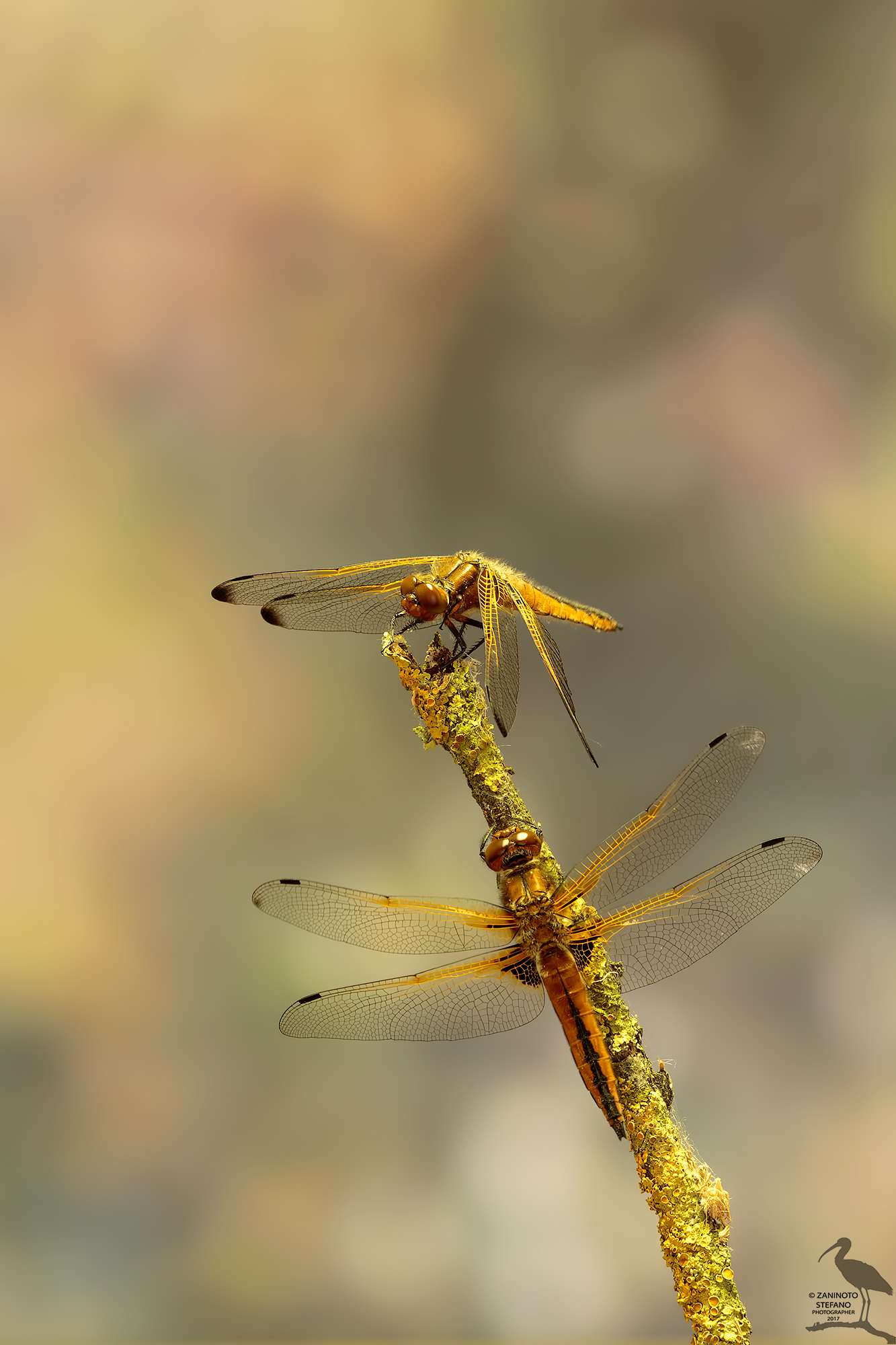 Dragonfly tawny