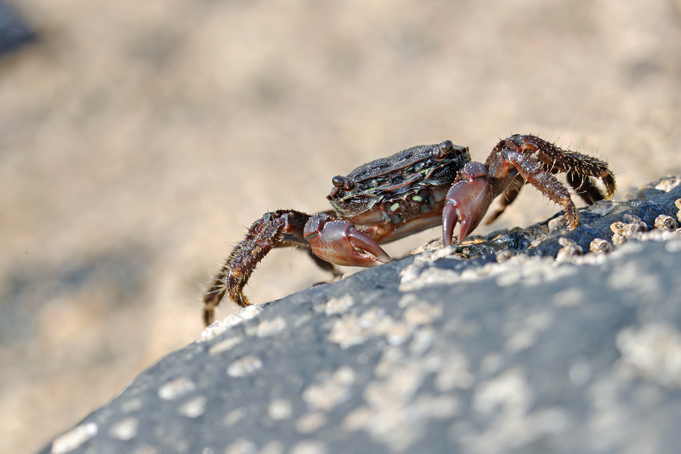 of rock crab