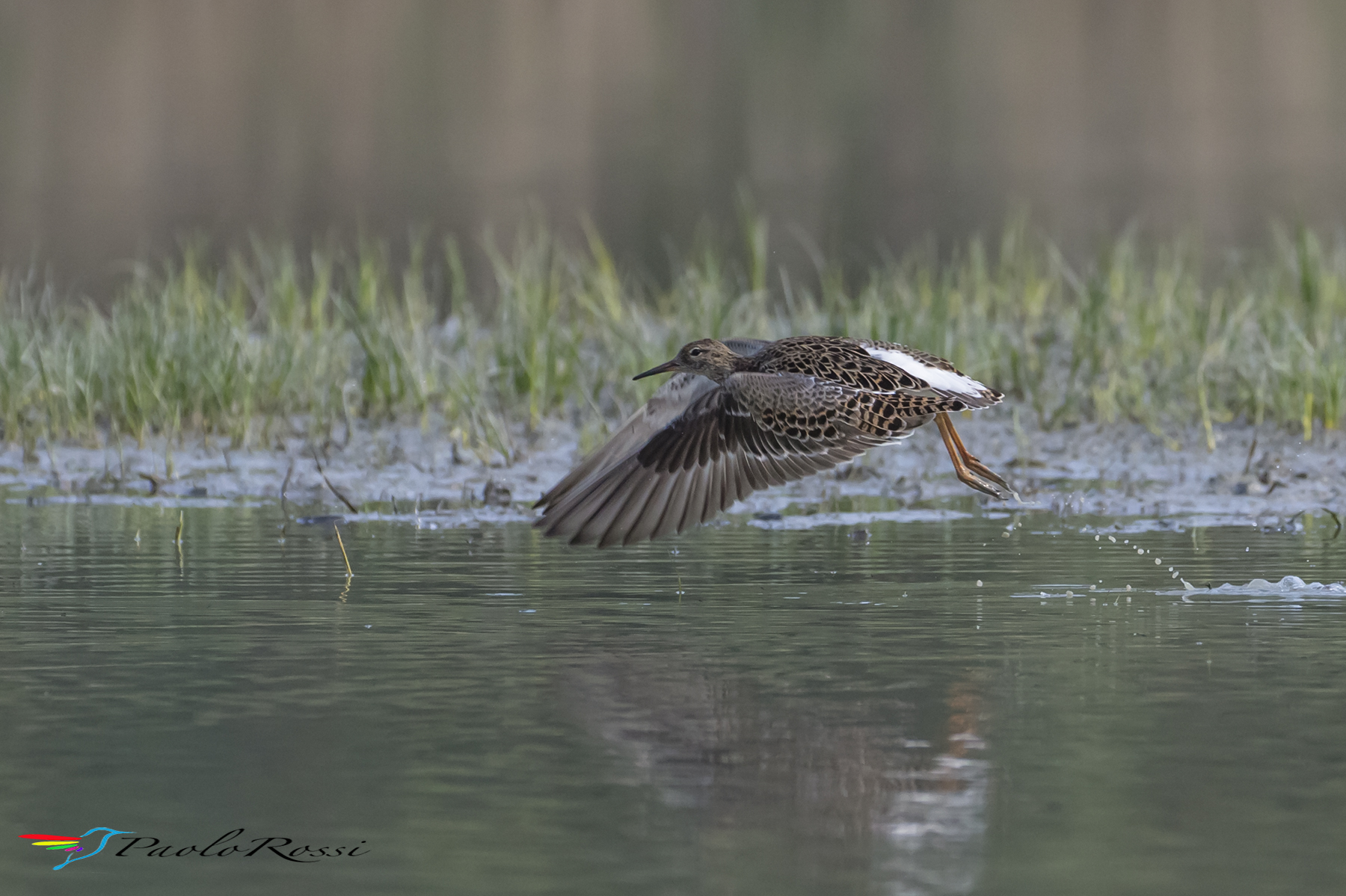 Combattente in volo.