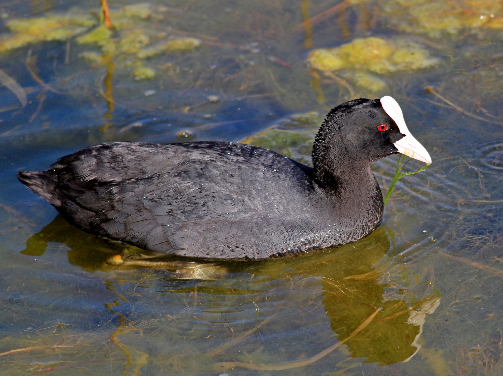 Coot