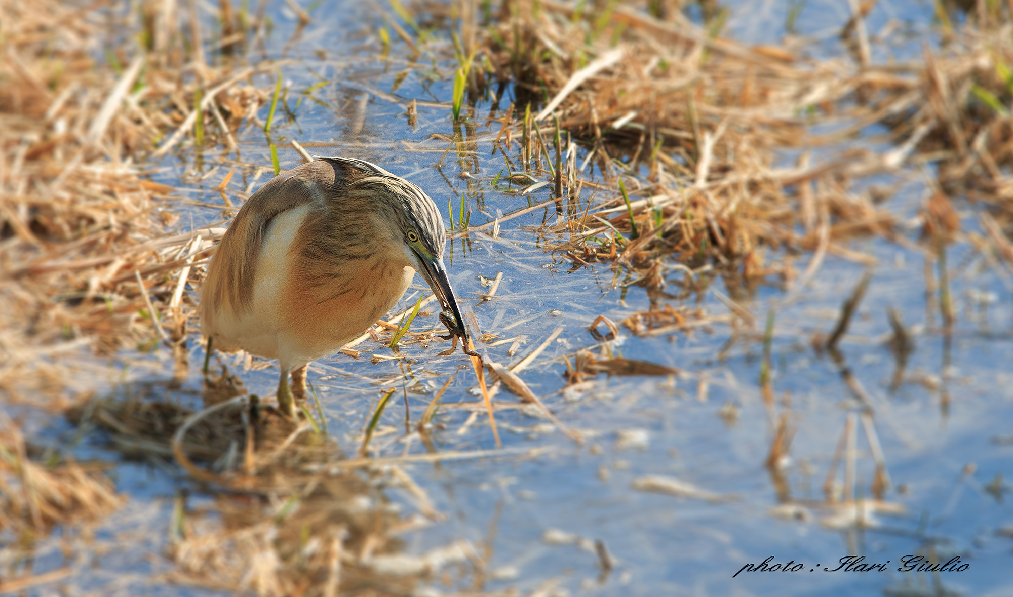 Sgarza ciuffetto e rana