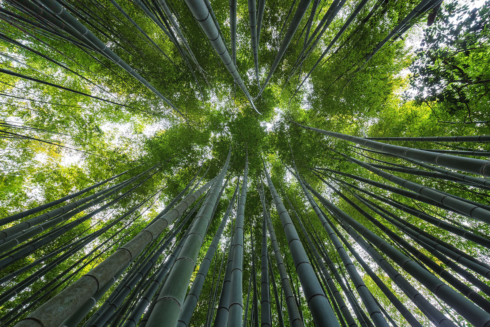 Bamboo forest