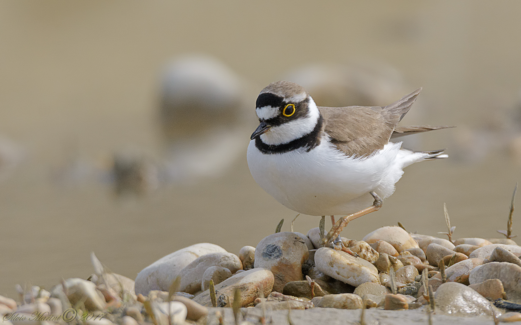 Corriere piccolo ( Charadrius dubius)