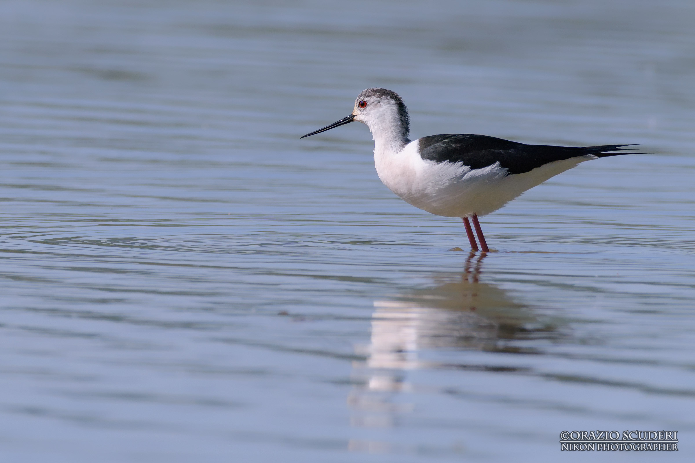 Himantopus himantopus