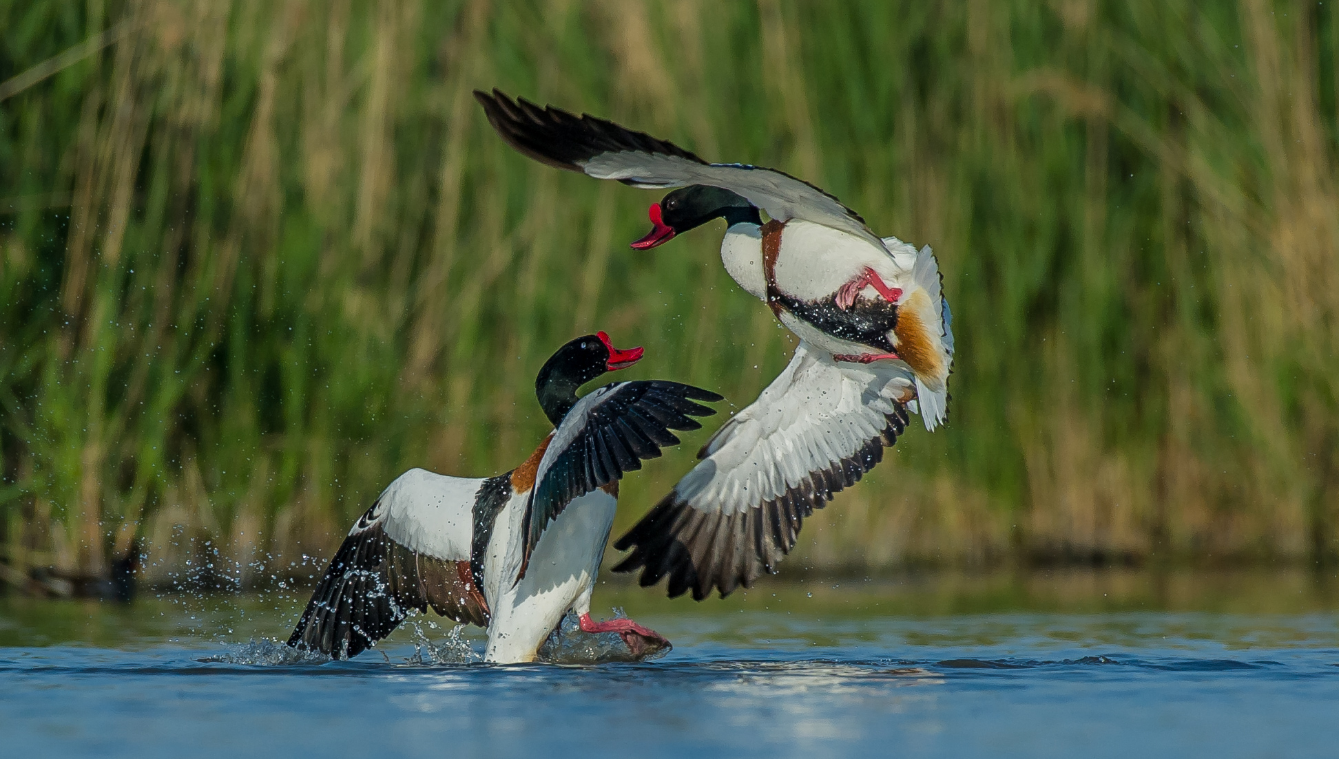 shelduck fighting