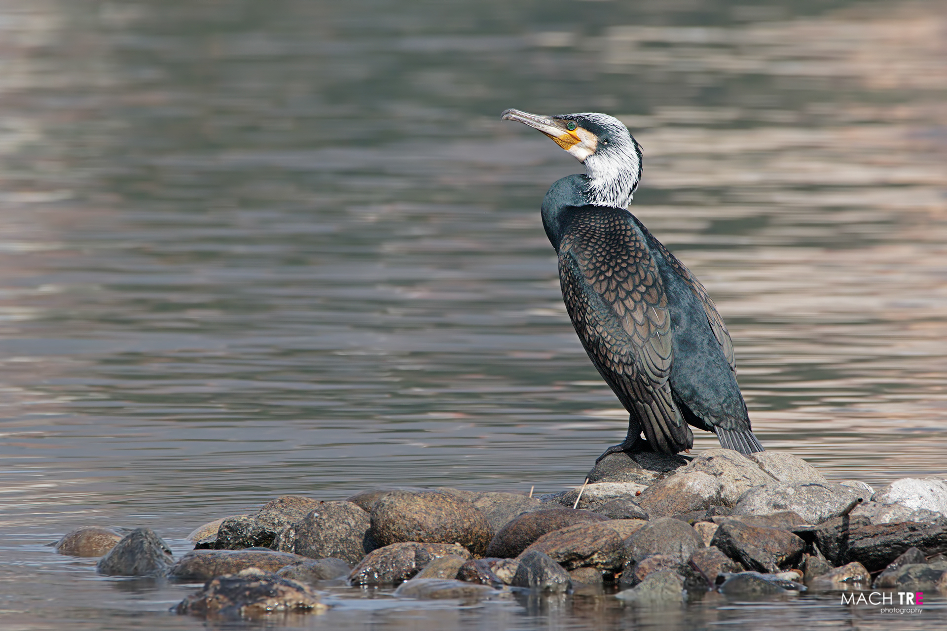 Cormorant (Phalacrocorax carbo)