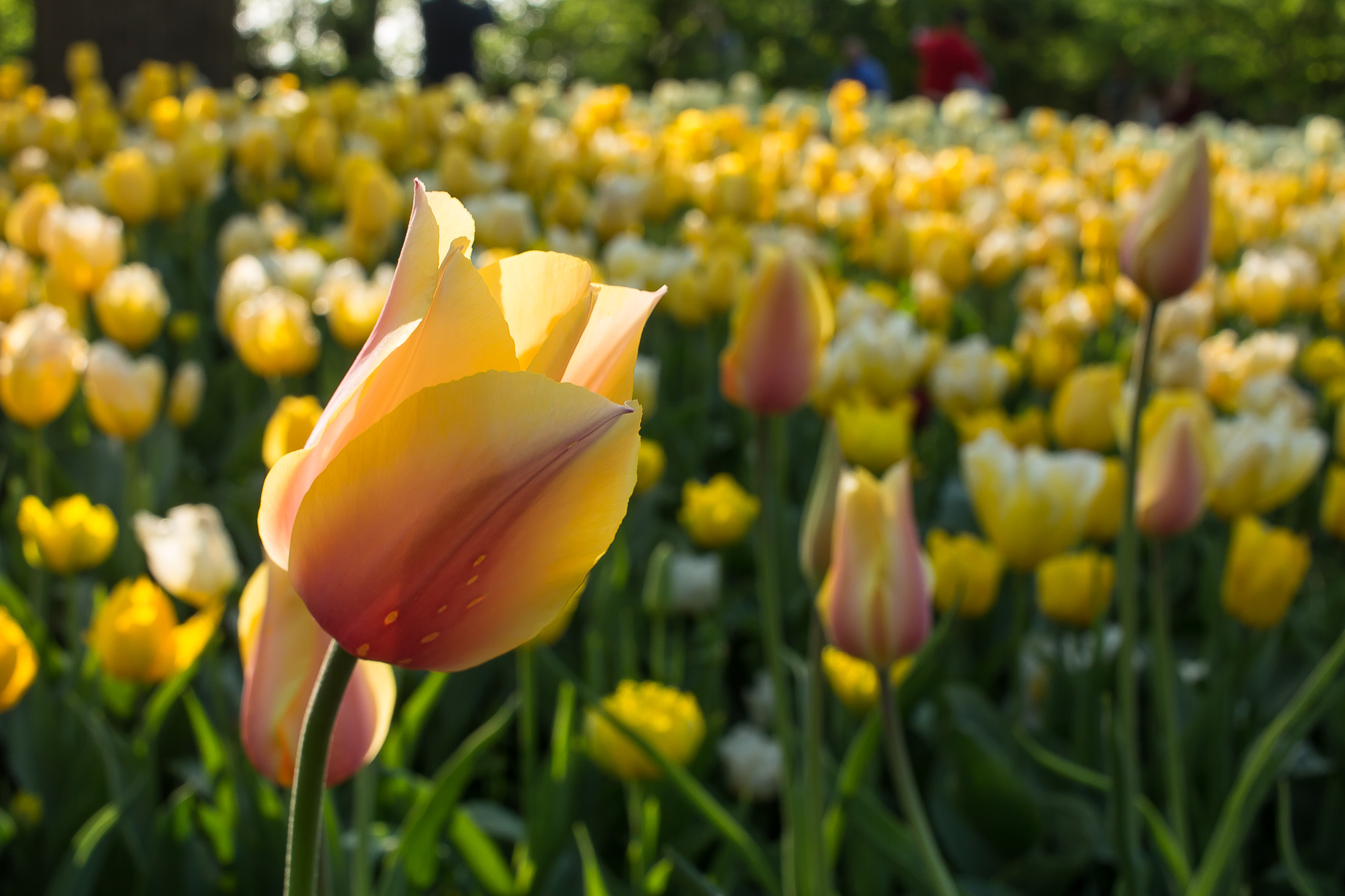 yellow Tulip