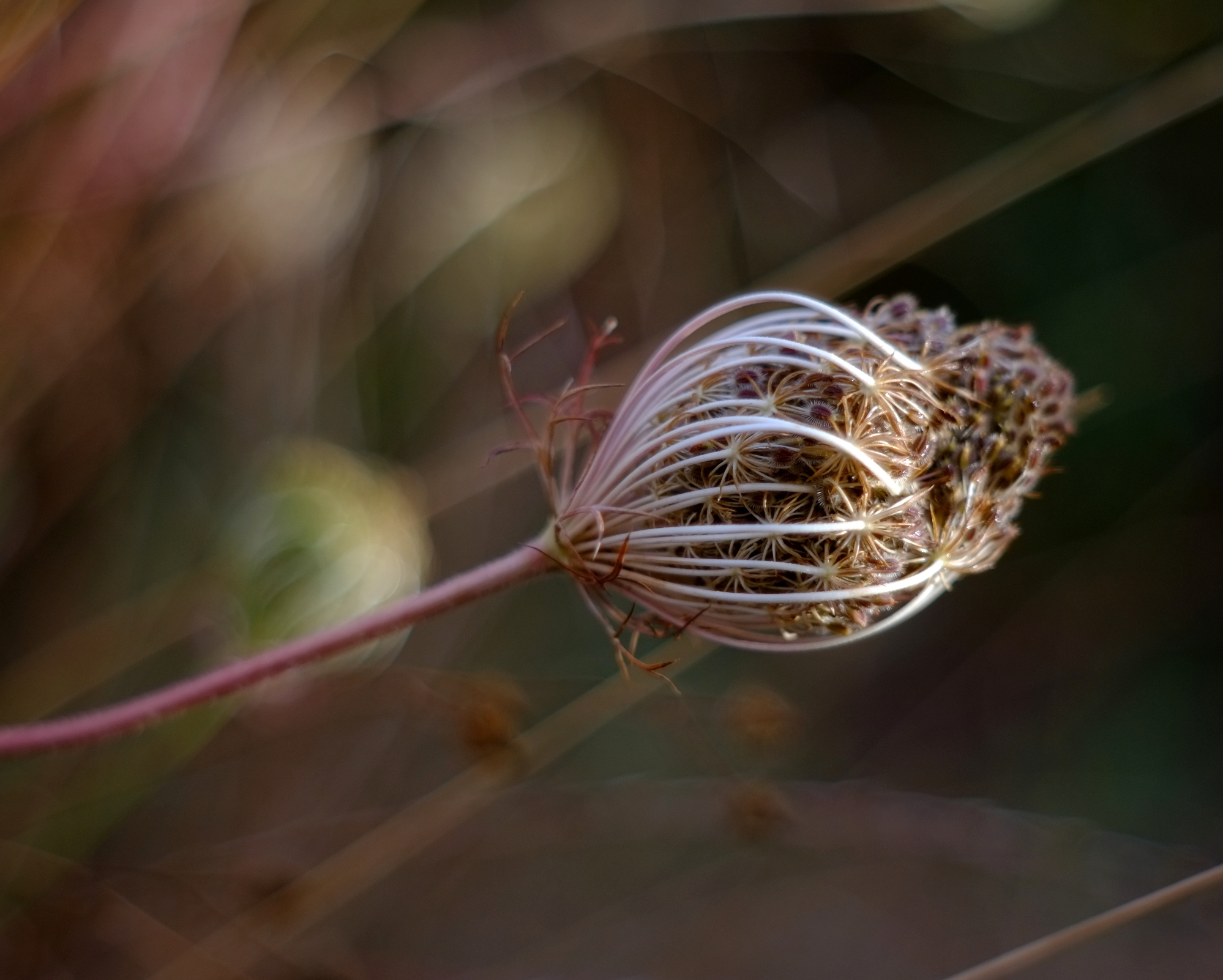 regina anne, Diaplan 80 2,8