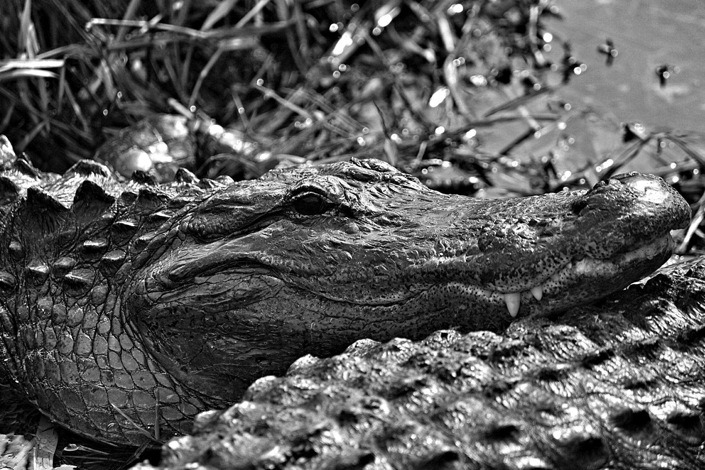 everglades, alligatore