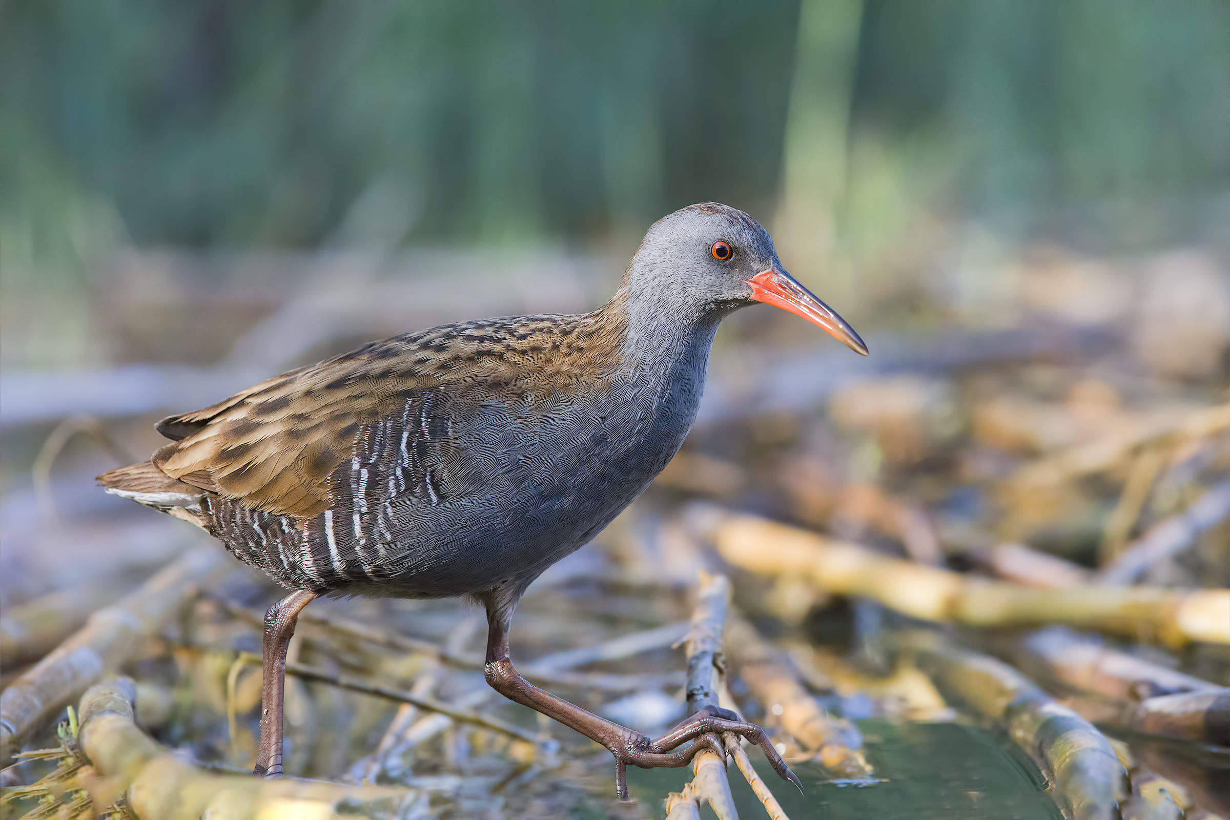 Water Rail