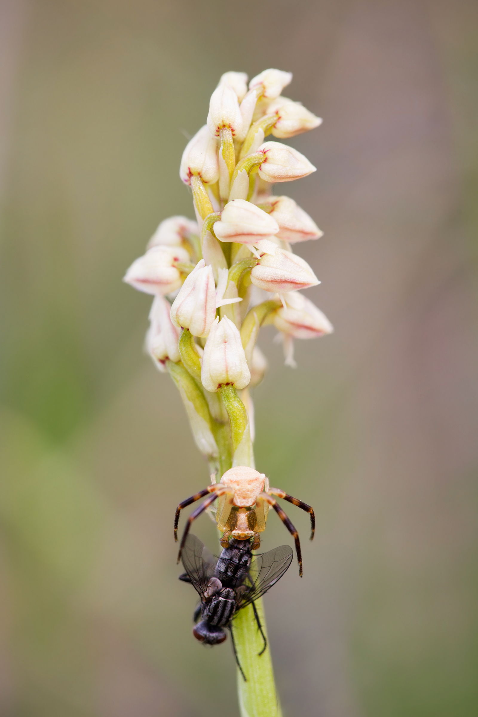 Neotinea con sorpresa