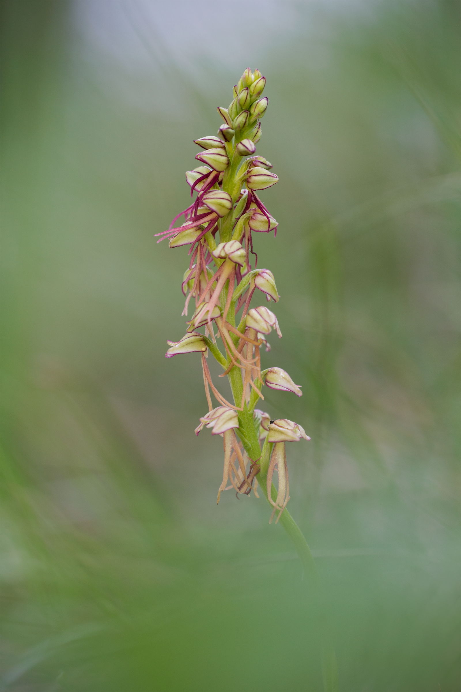 Orchis Anthropophora