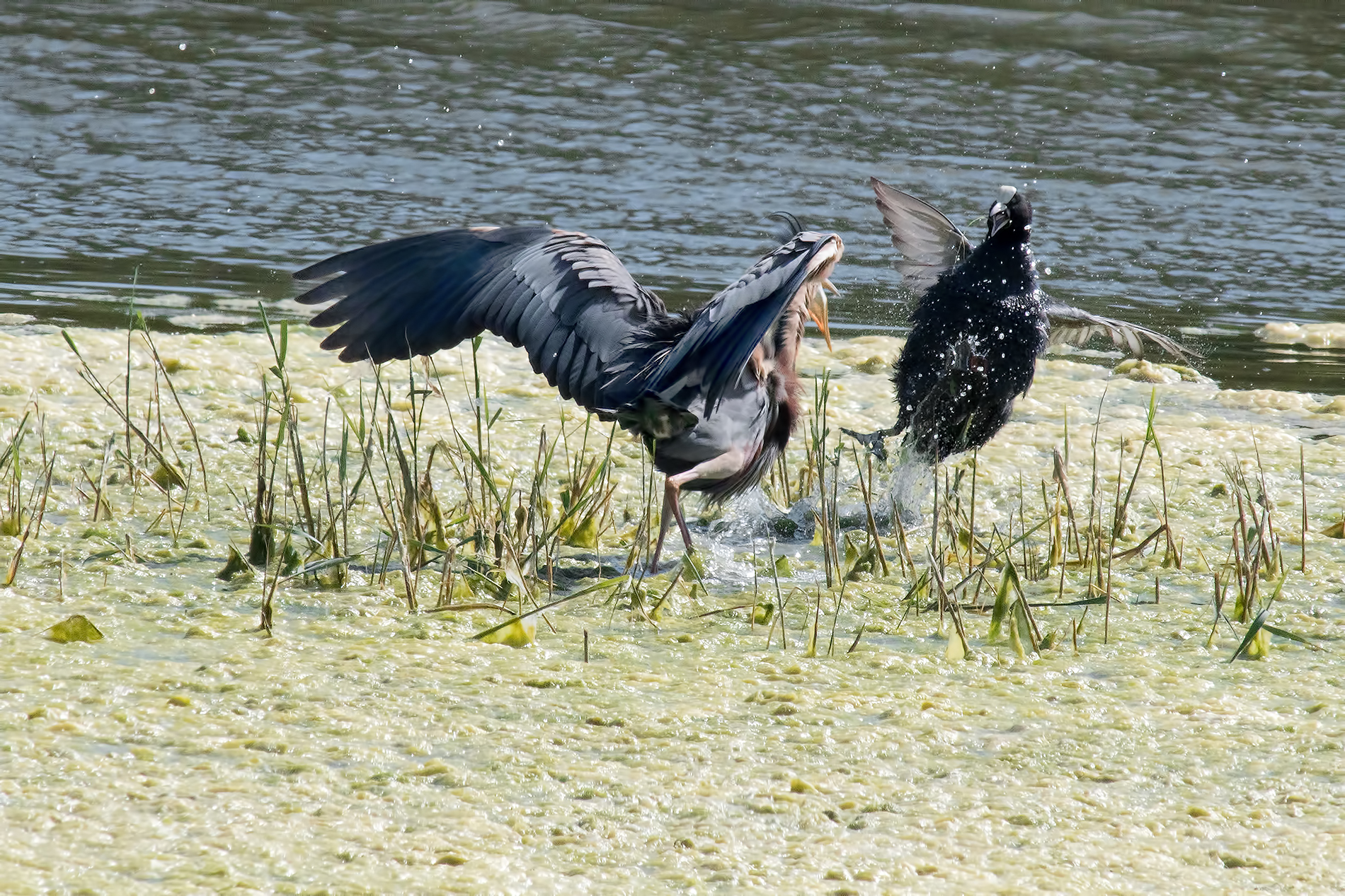 The defense of brood