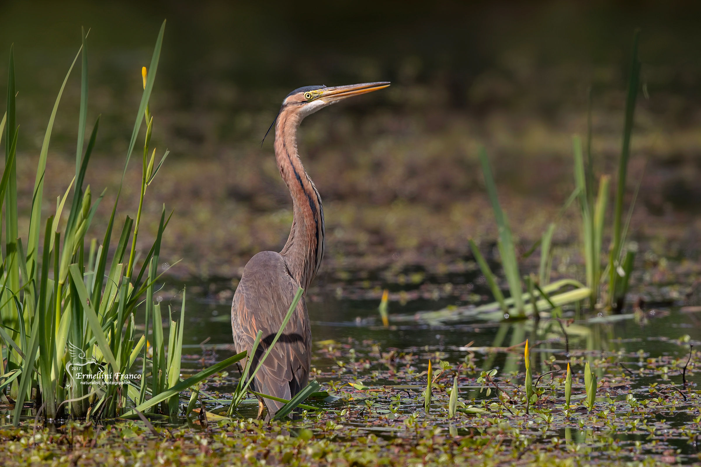 Purple Heron