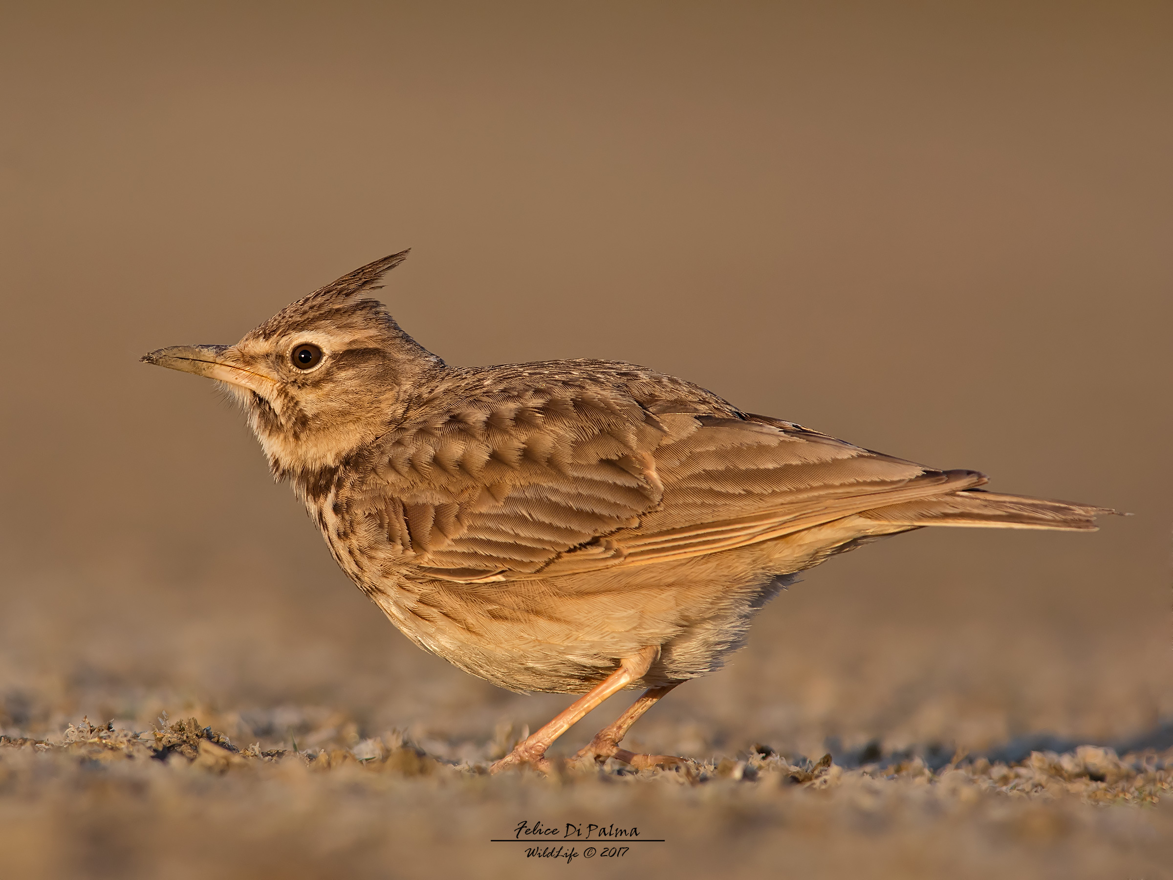Cappellaccia all'alba.