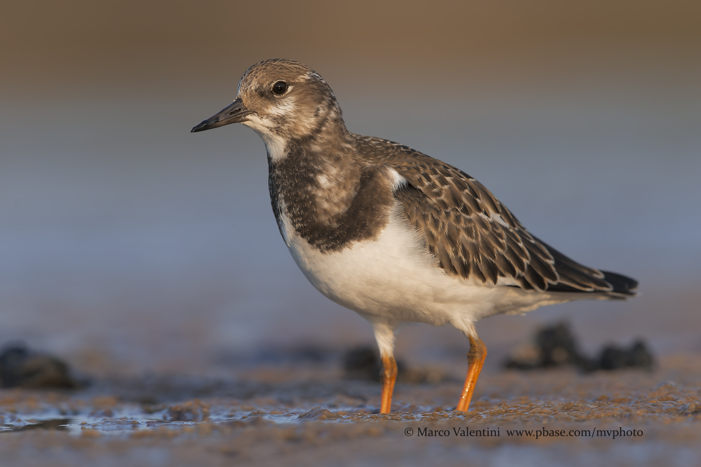 Closeup to Turnstone