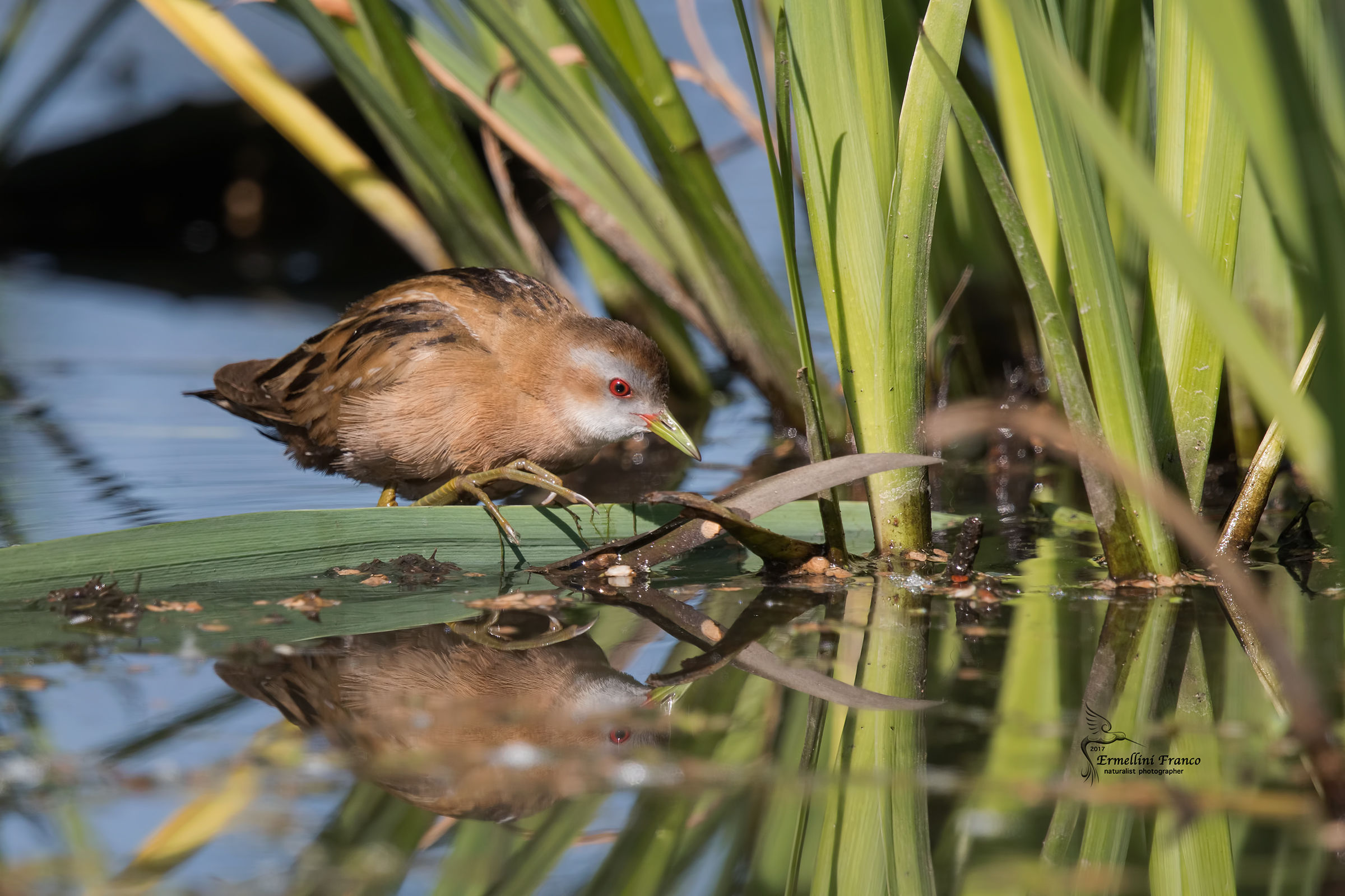 Crake female