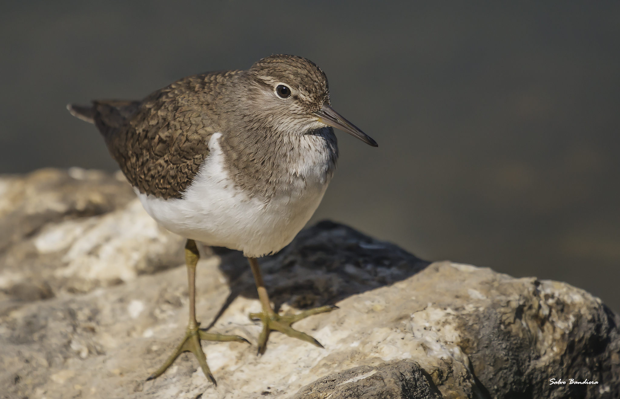 Piro Piro piccolo...