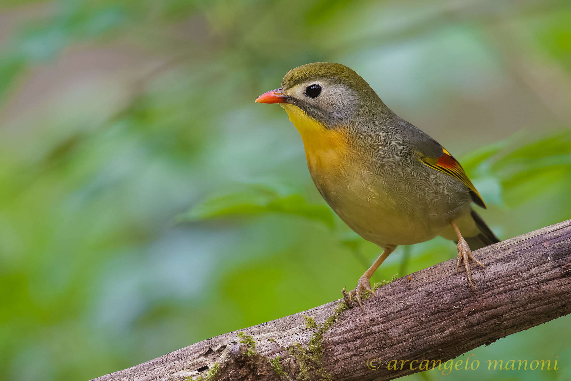 Una femminuccia di Usignolo del Giappone