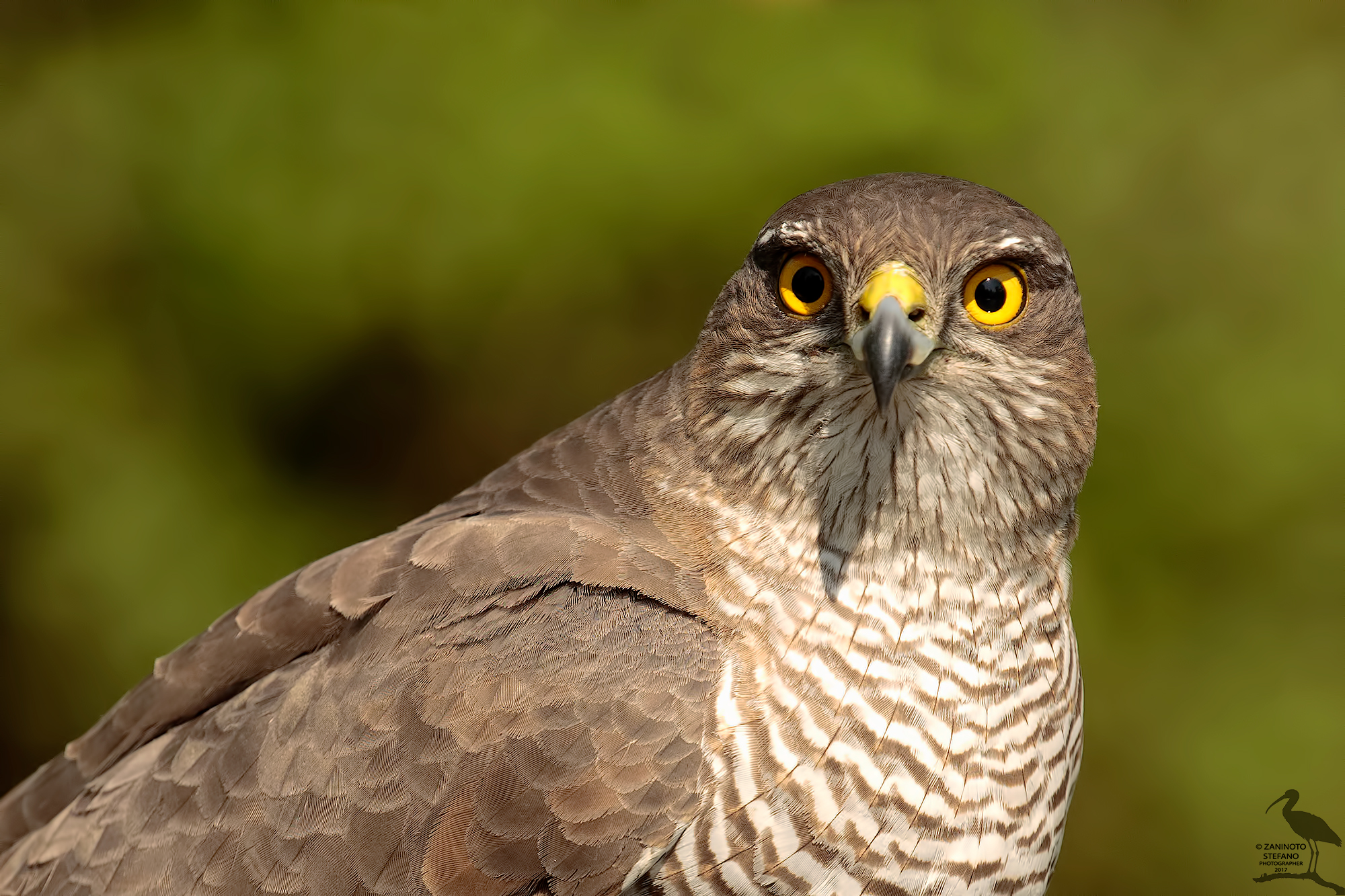 The gaze of the predator