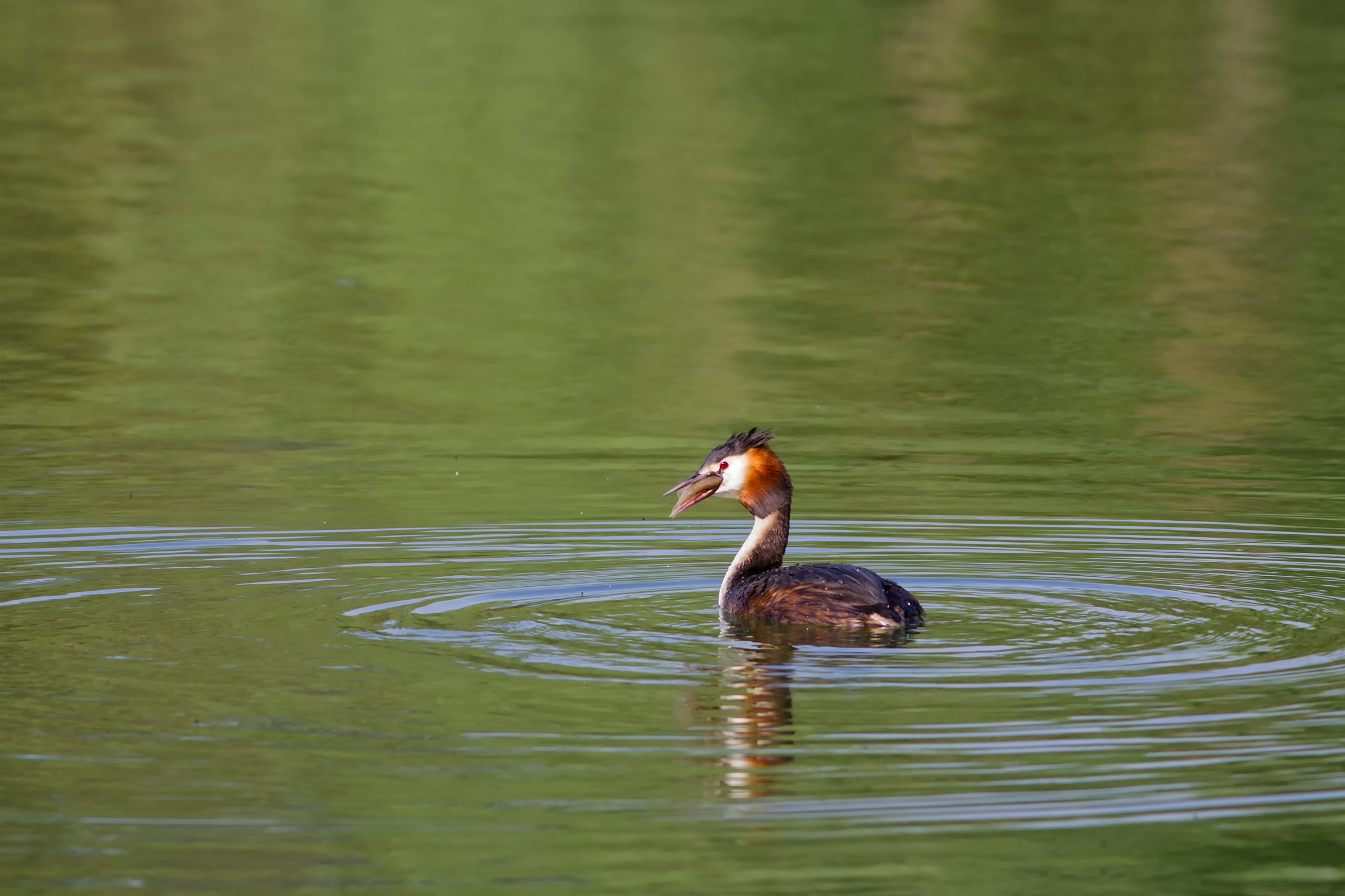 Grebe with fish