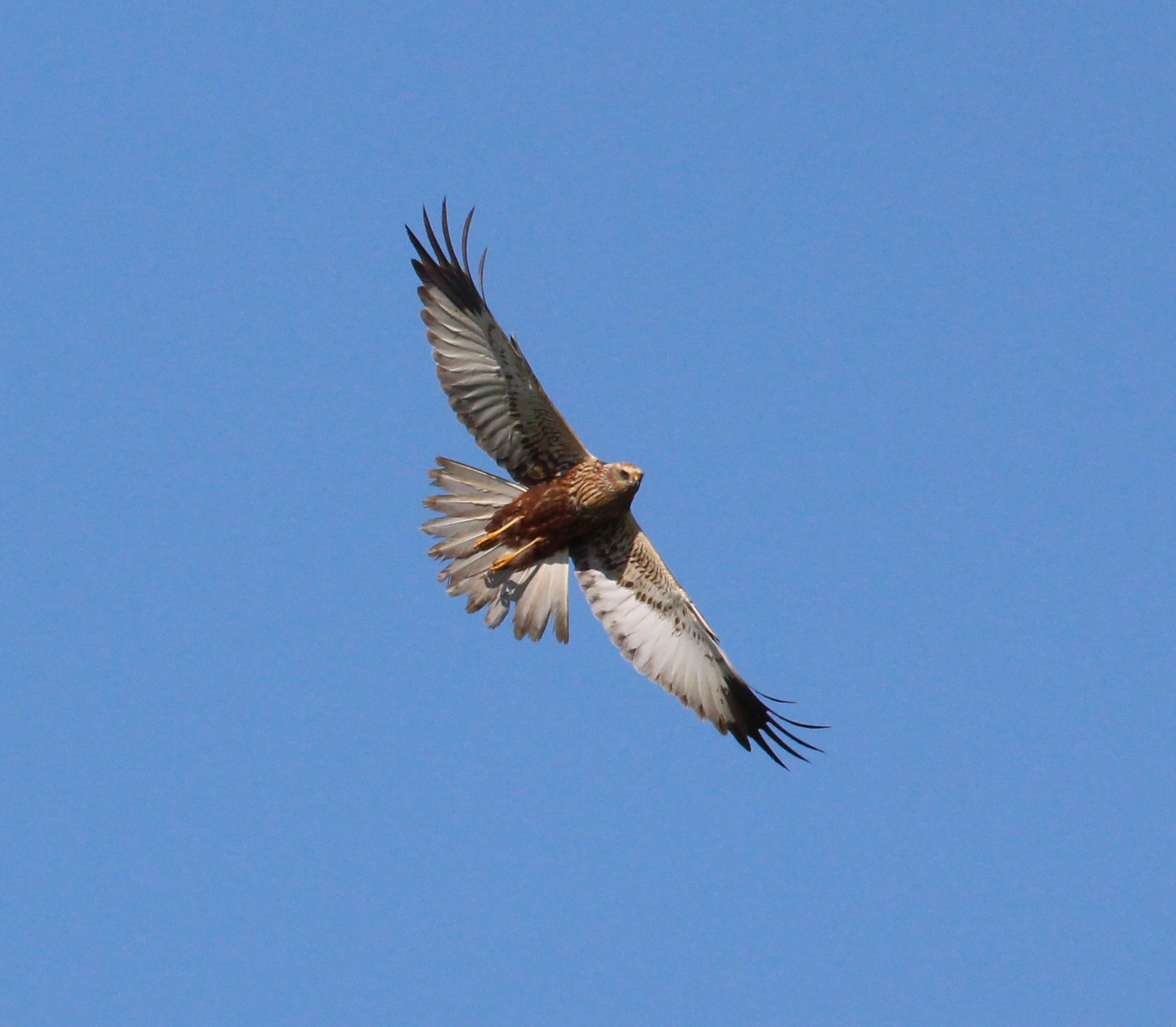 Falco di Palude maschio