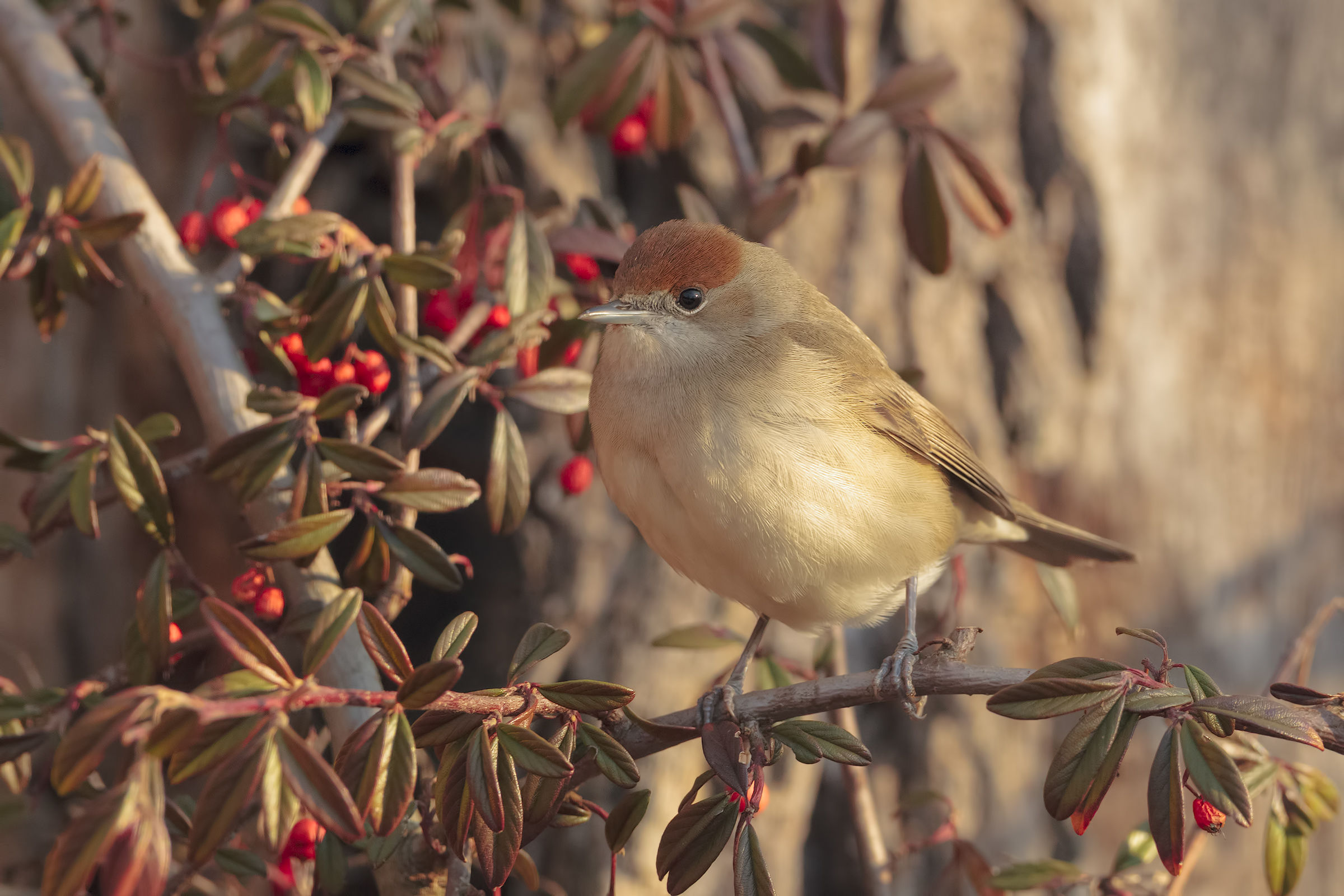 Blackcap