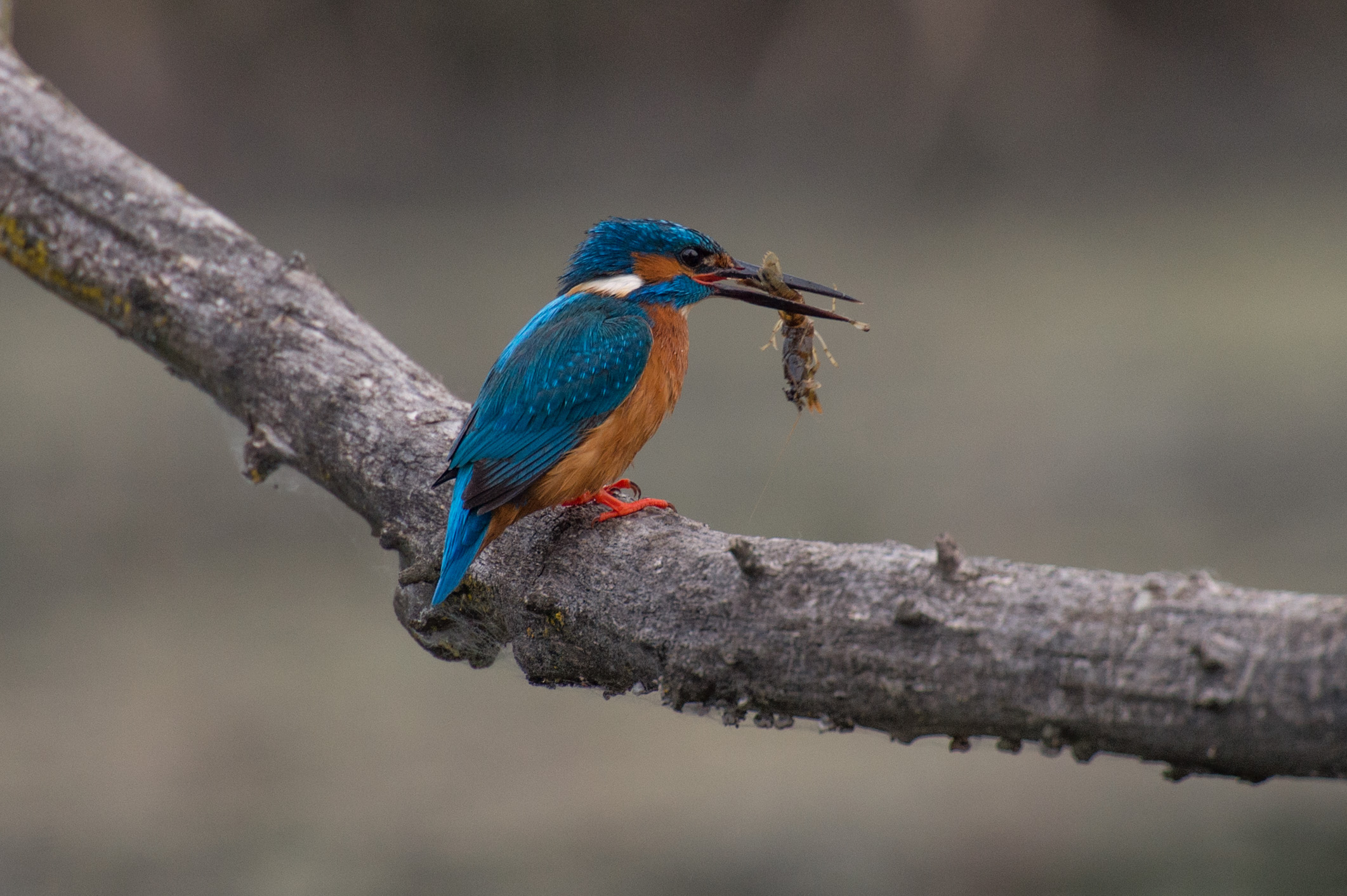 Kingfisher