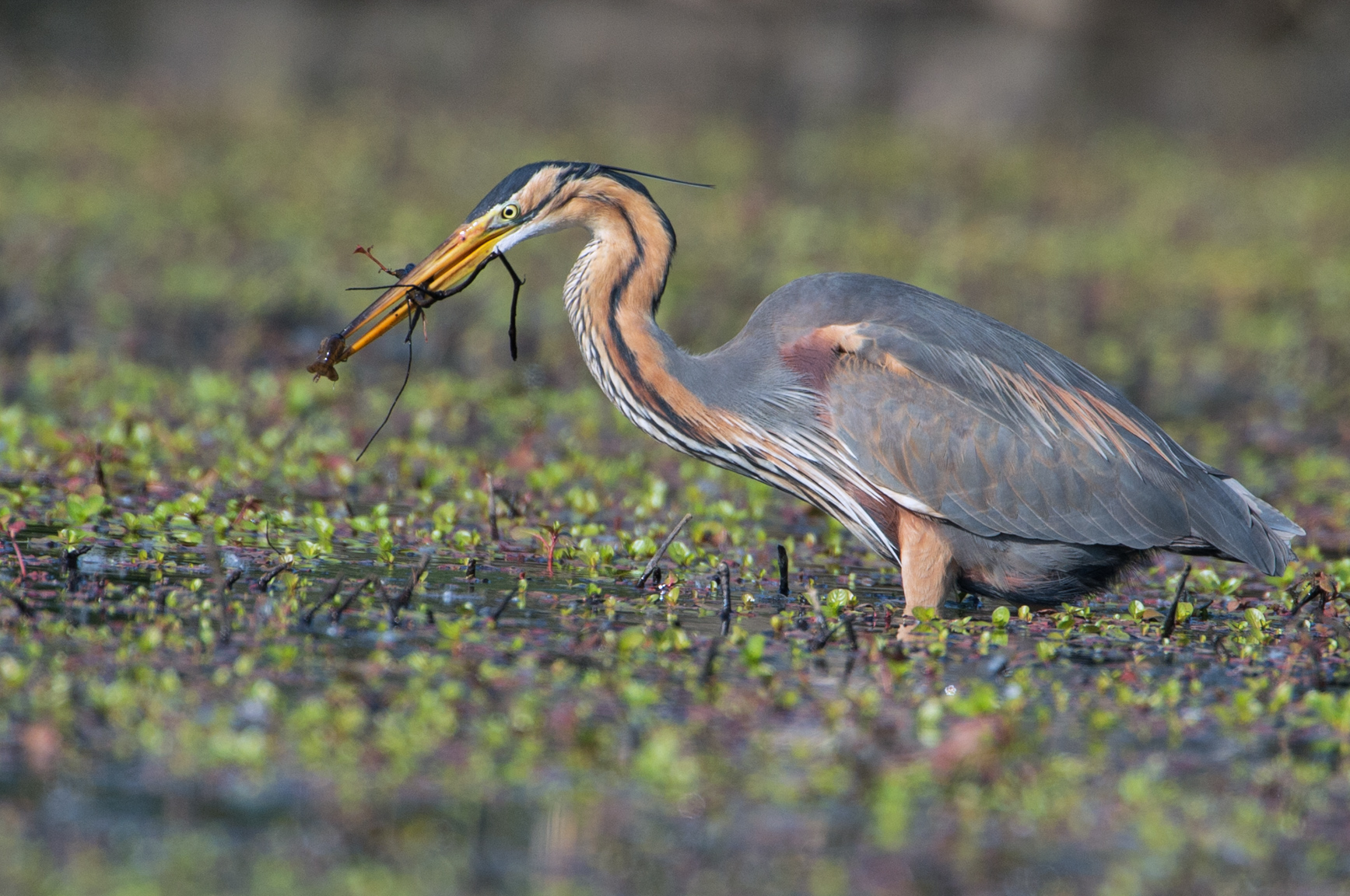 Purple Heron