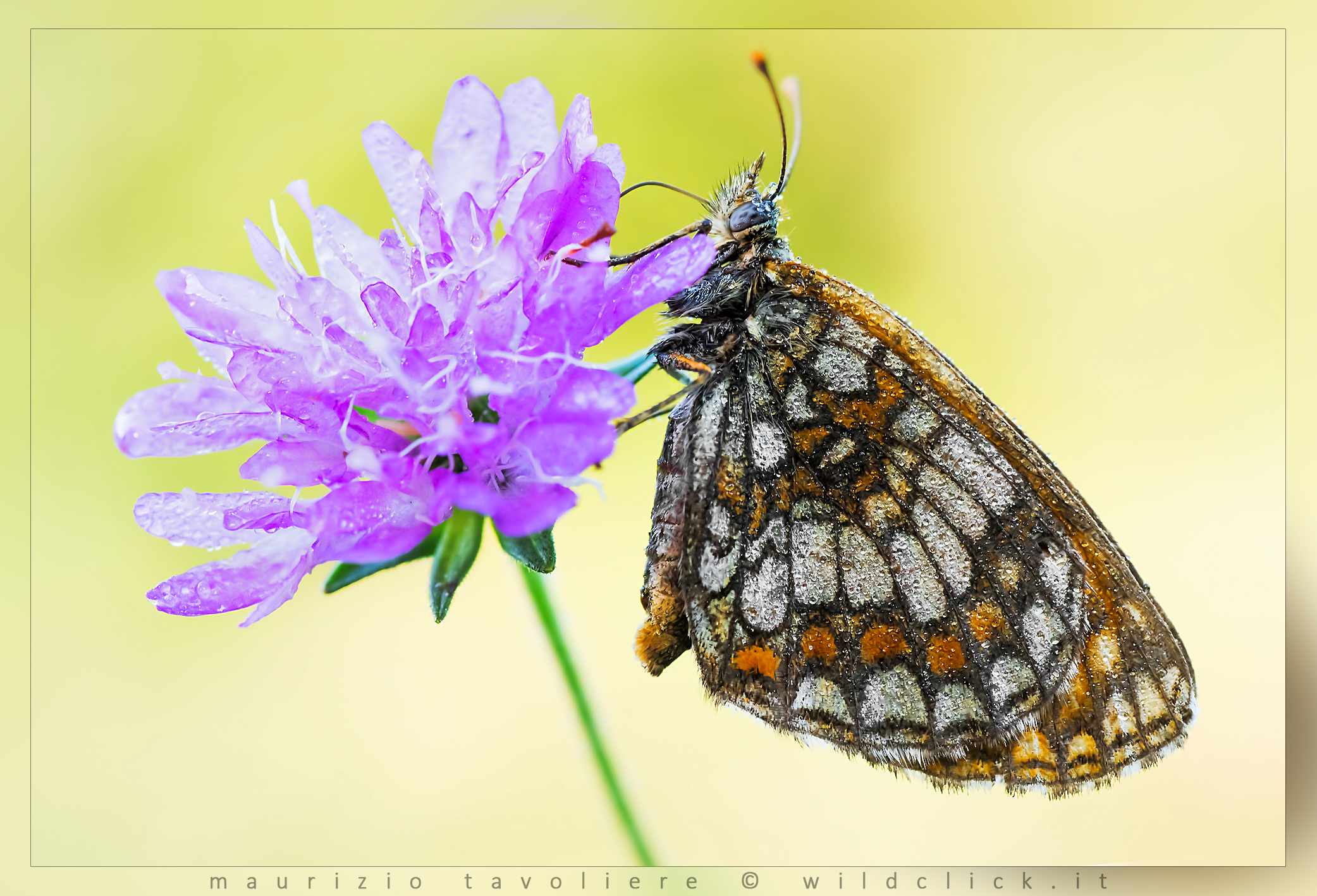 Melitaea nevadensis celadussa