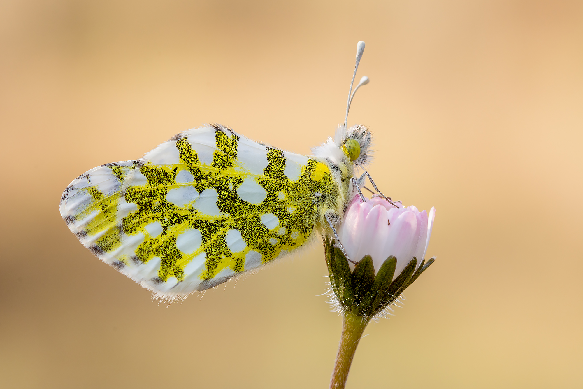 Anthocharis cardamines