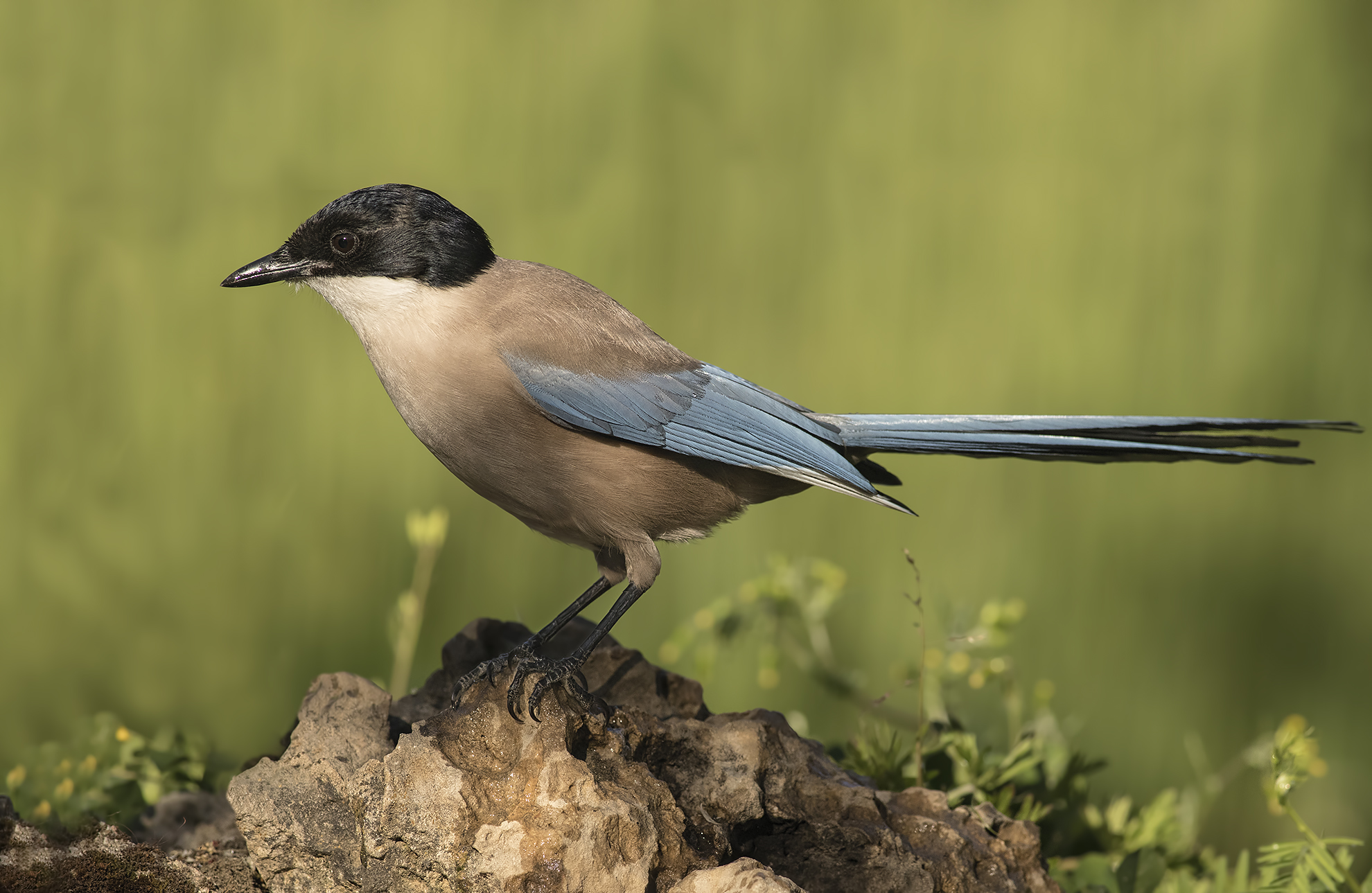 gazza azzurra andalusia 2017