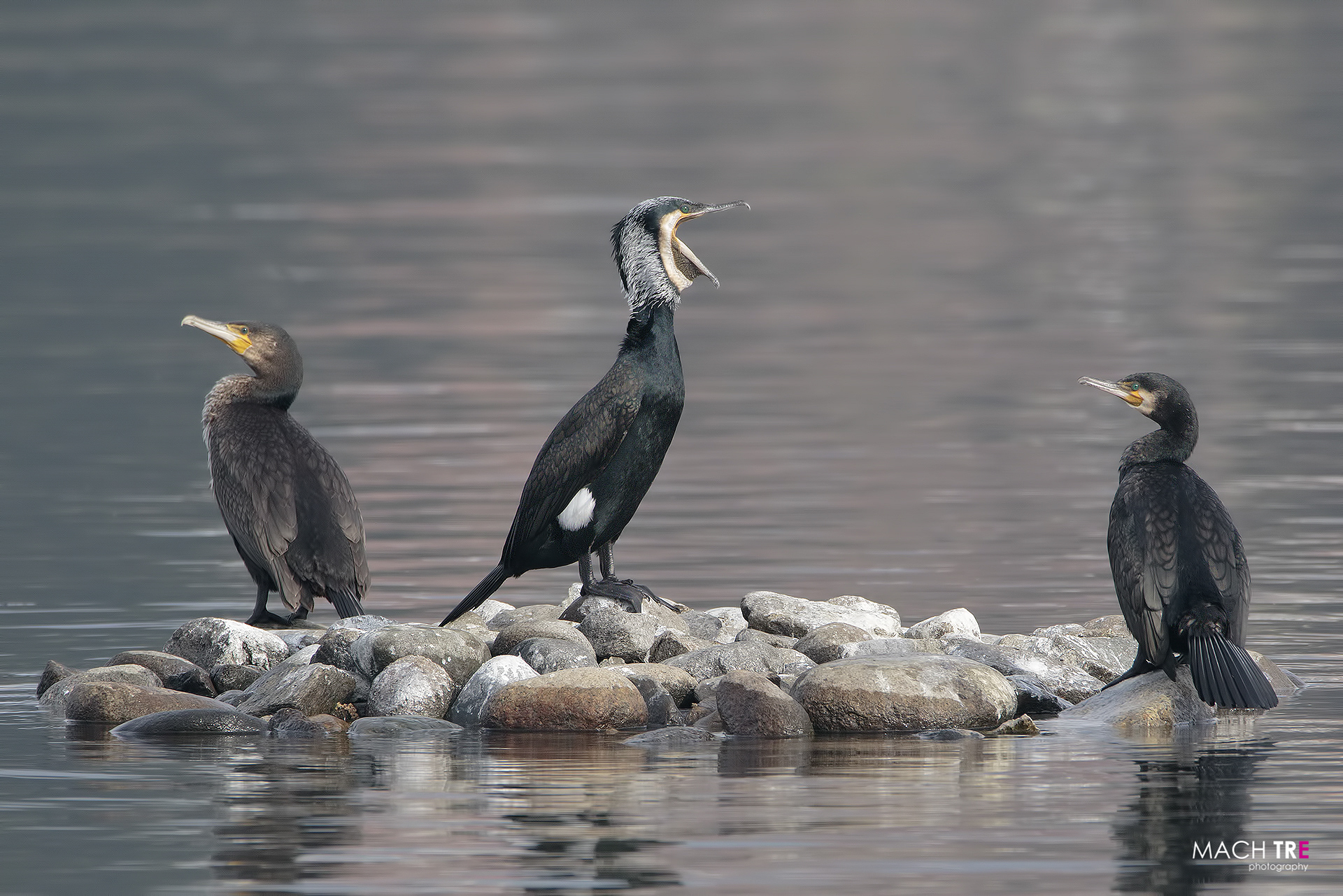 Cormorant (Phalacrocorax carbo)
