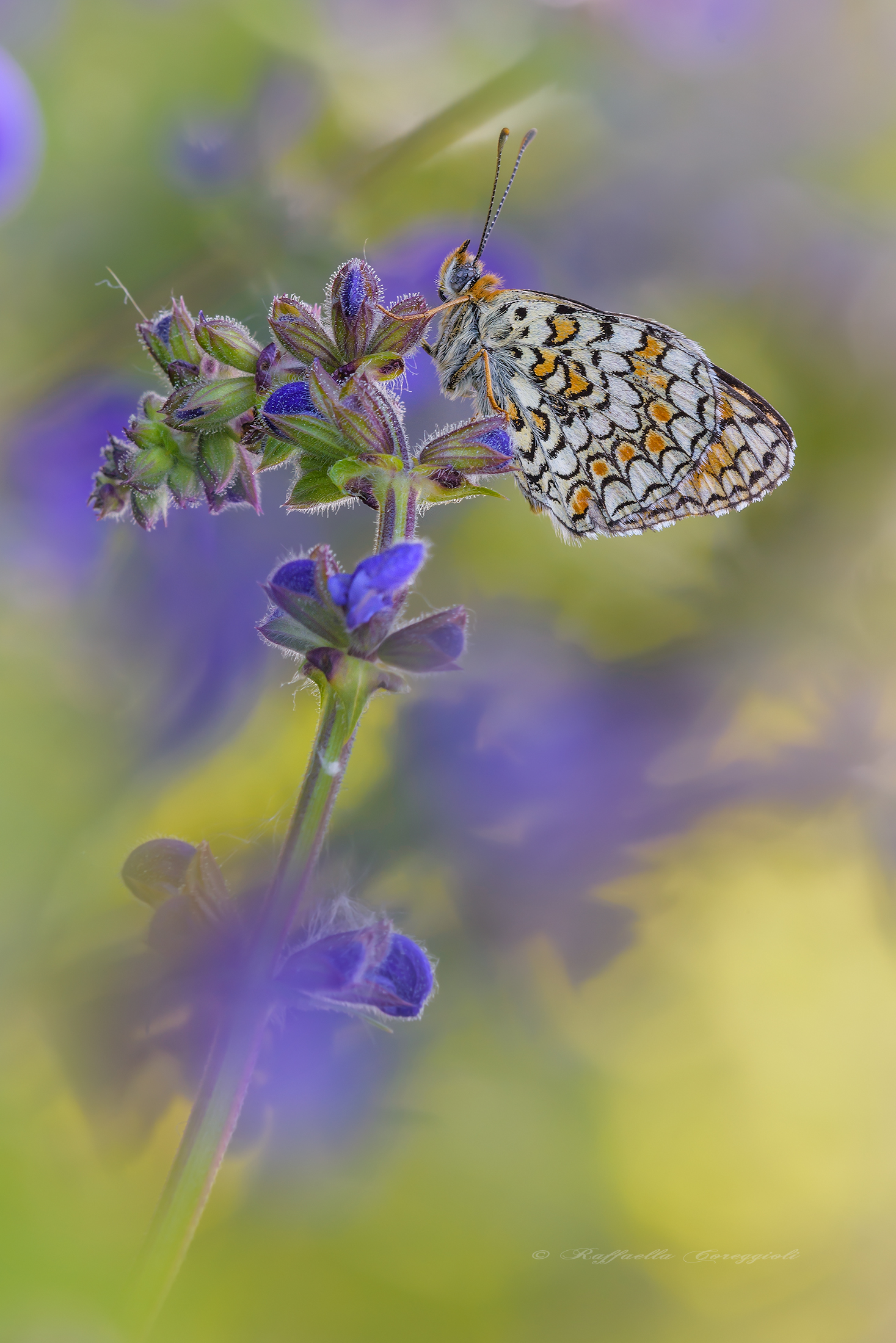 Phoebe among the flowers